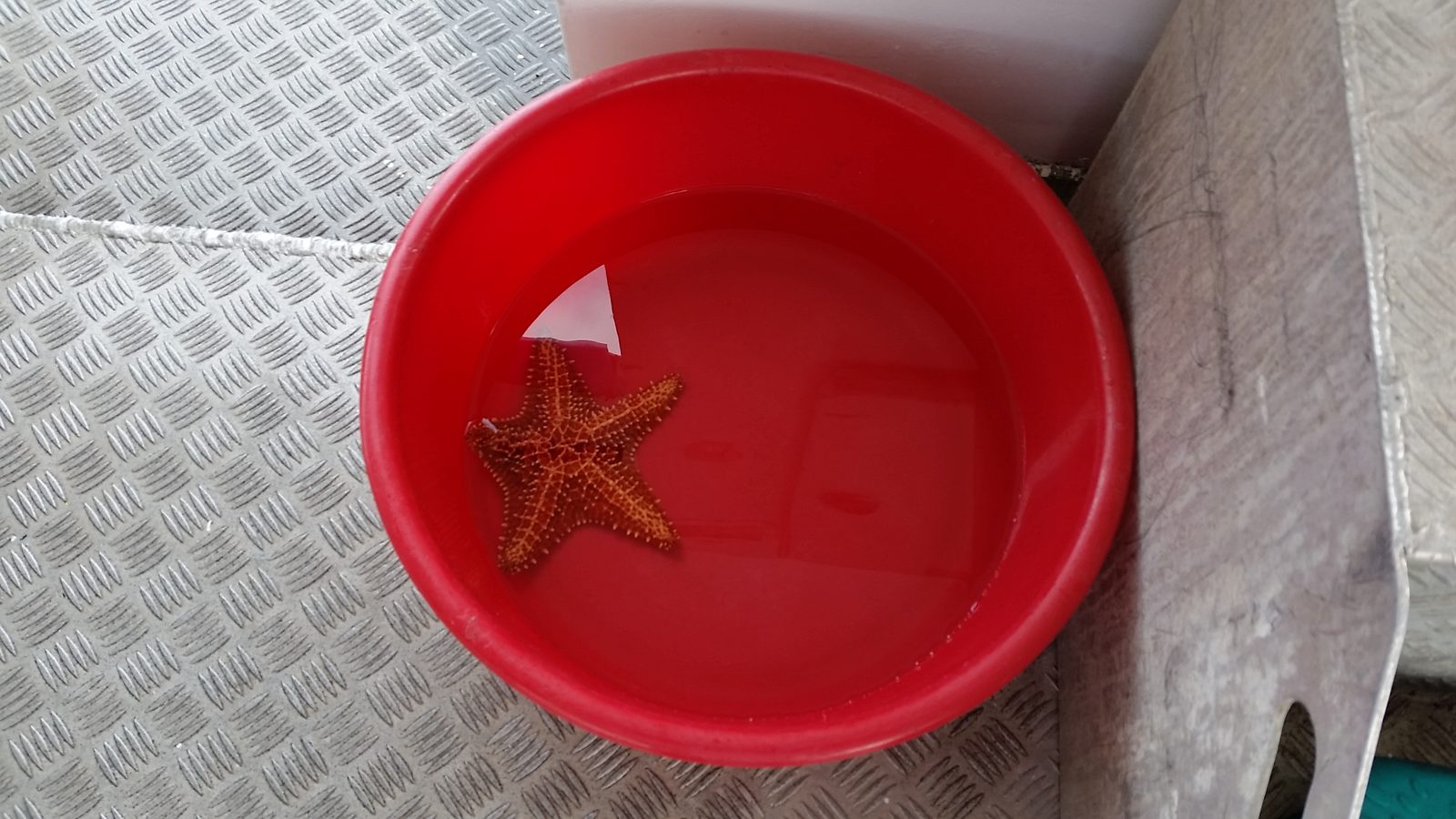 Kathy's starfish find at Anse Noire