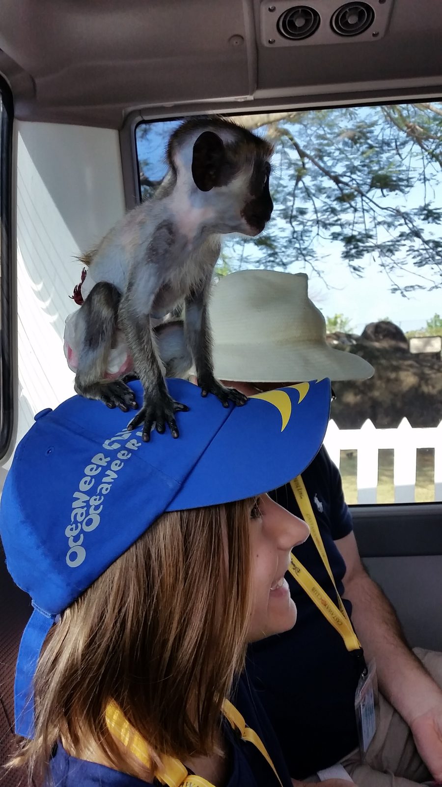 The monkey on a cap on the bus in St. Kitts