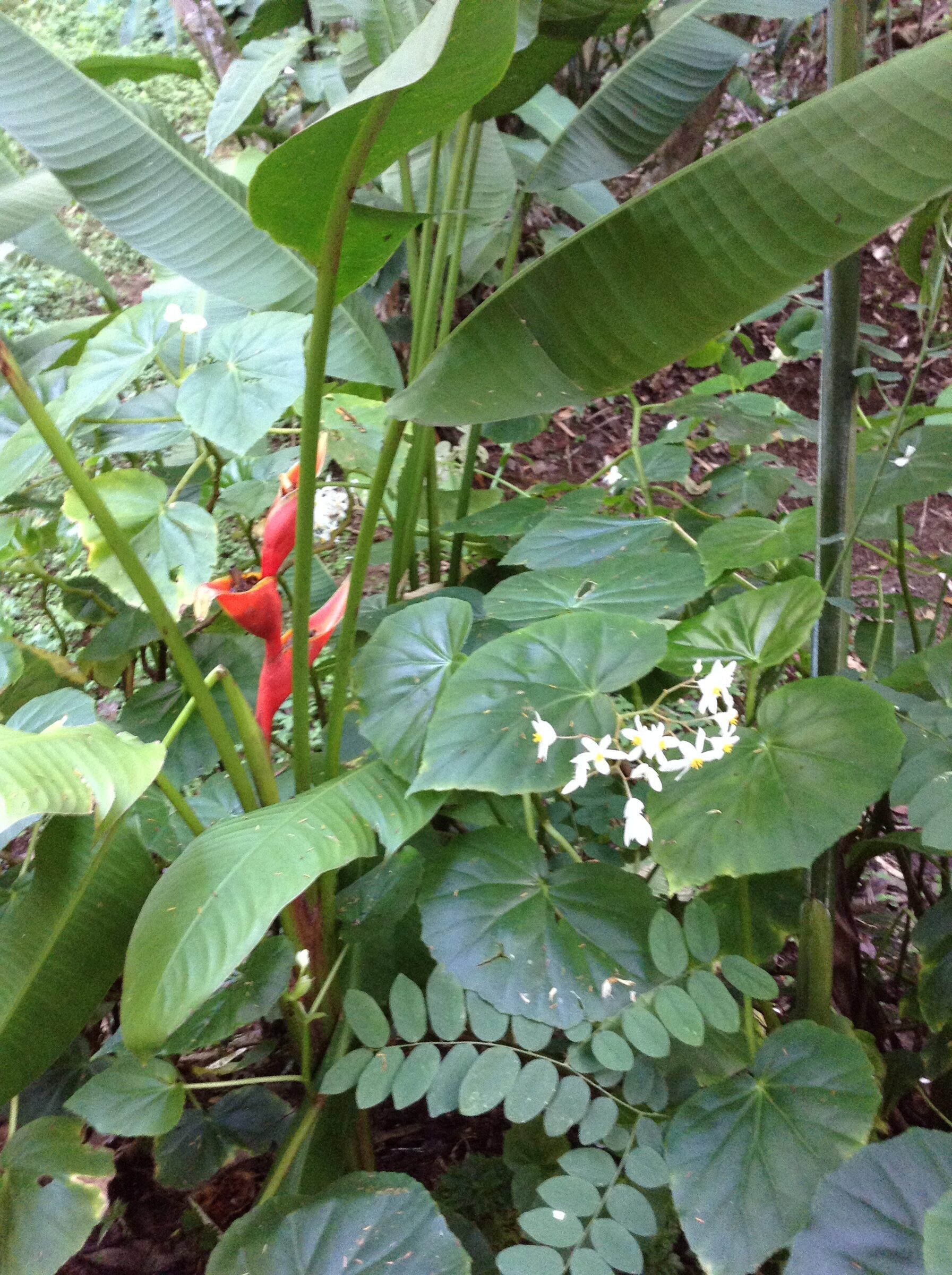 Heliconia along the path at Annandale Falls