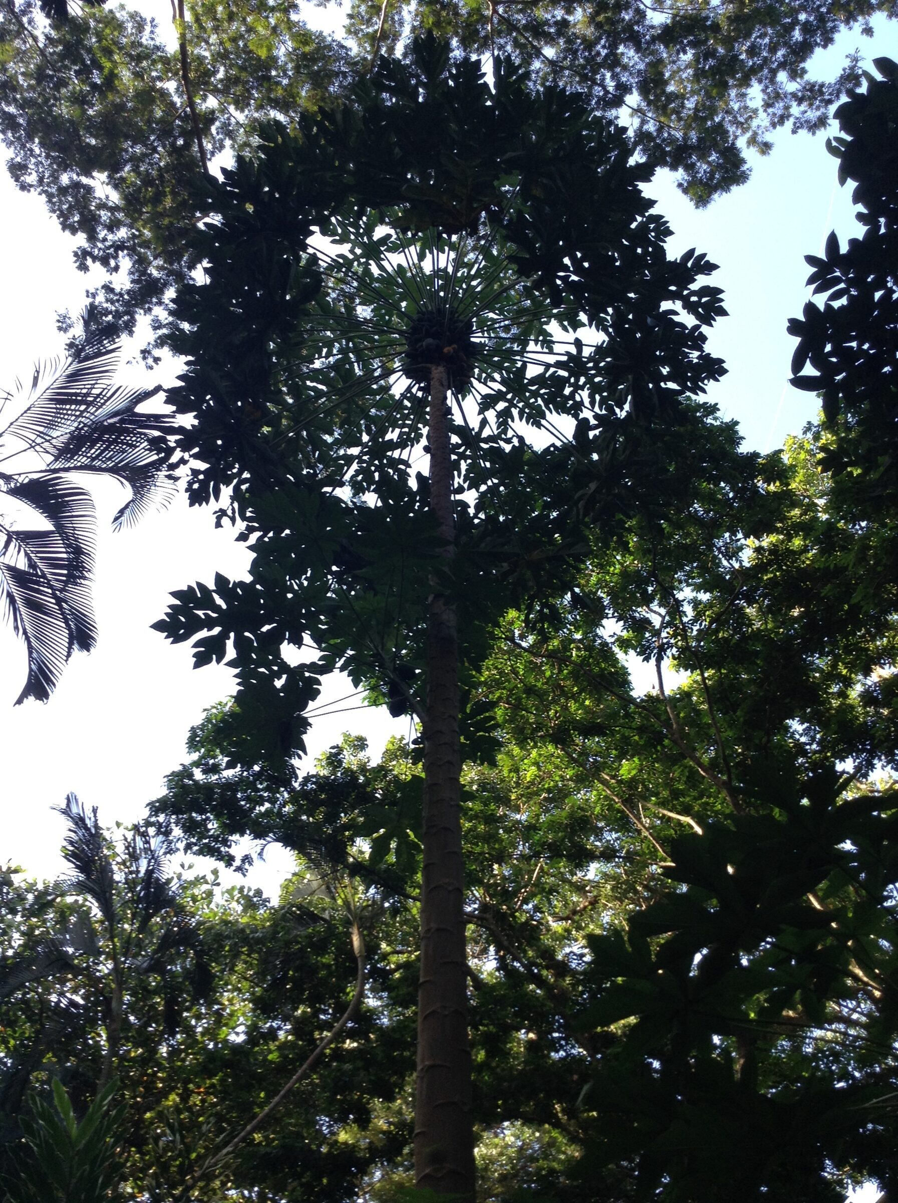Looking up at a tall palm tree
