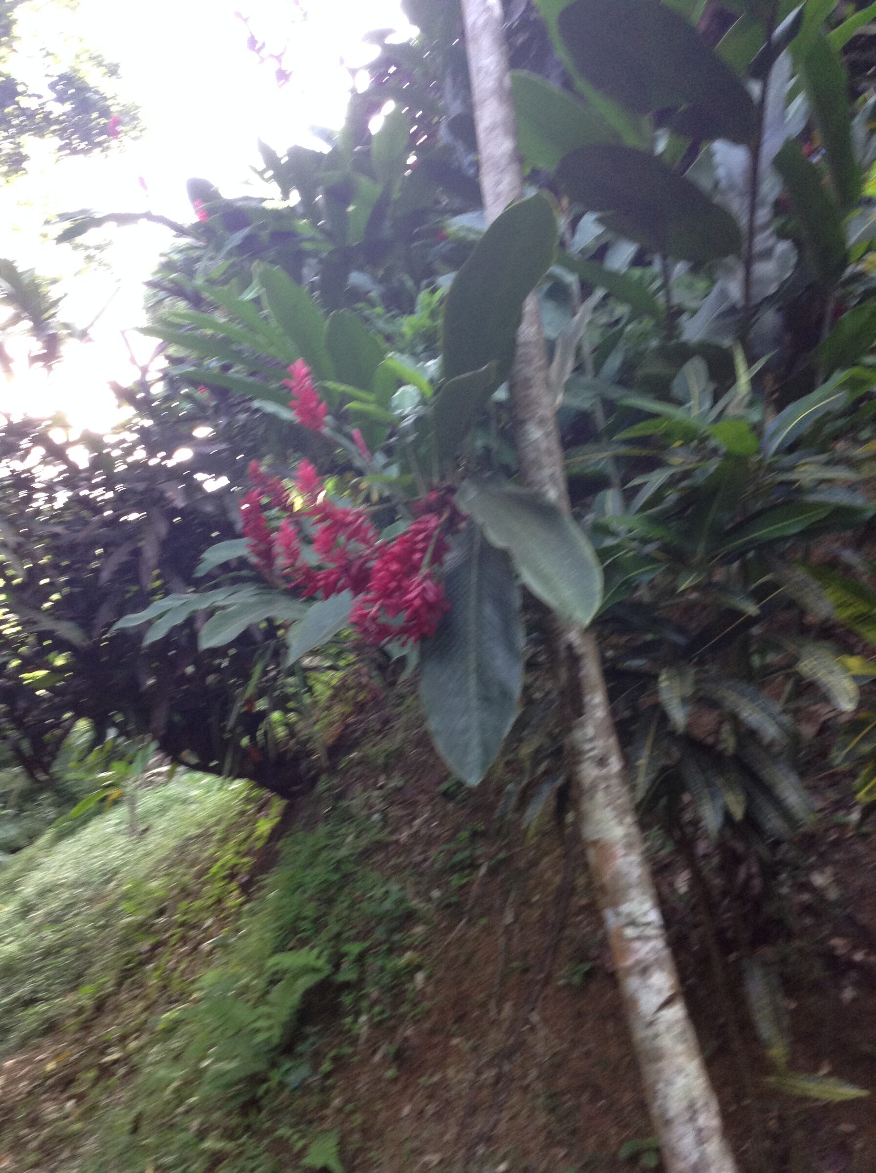 Red ginger in bloom at Annandale Falls