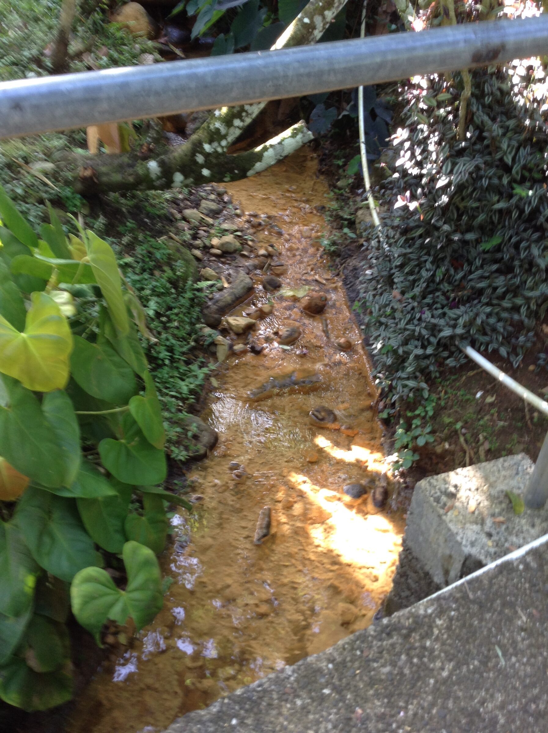 The river bed at Annandale Falls