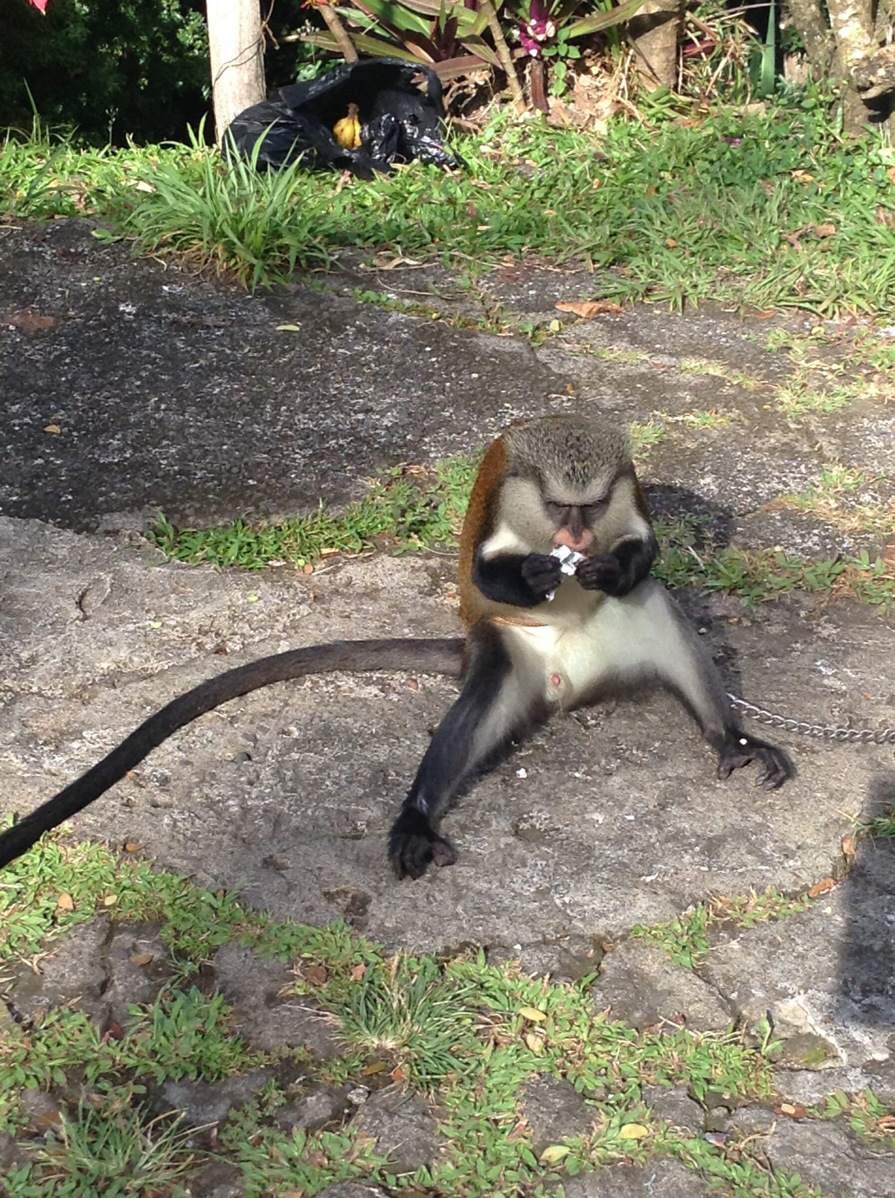 The monkey at Annandale Falls
