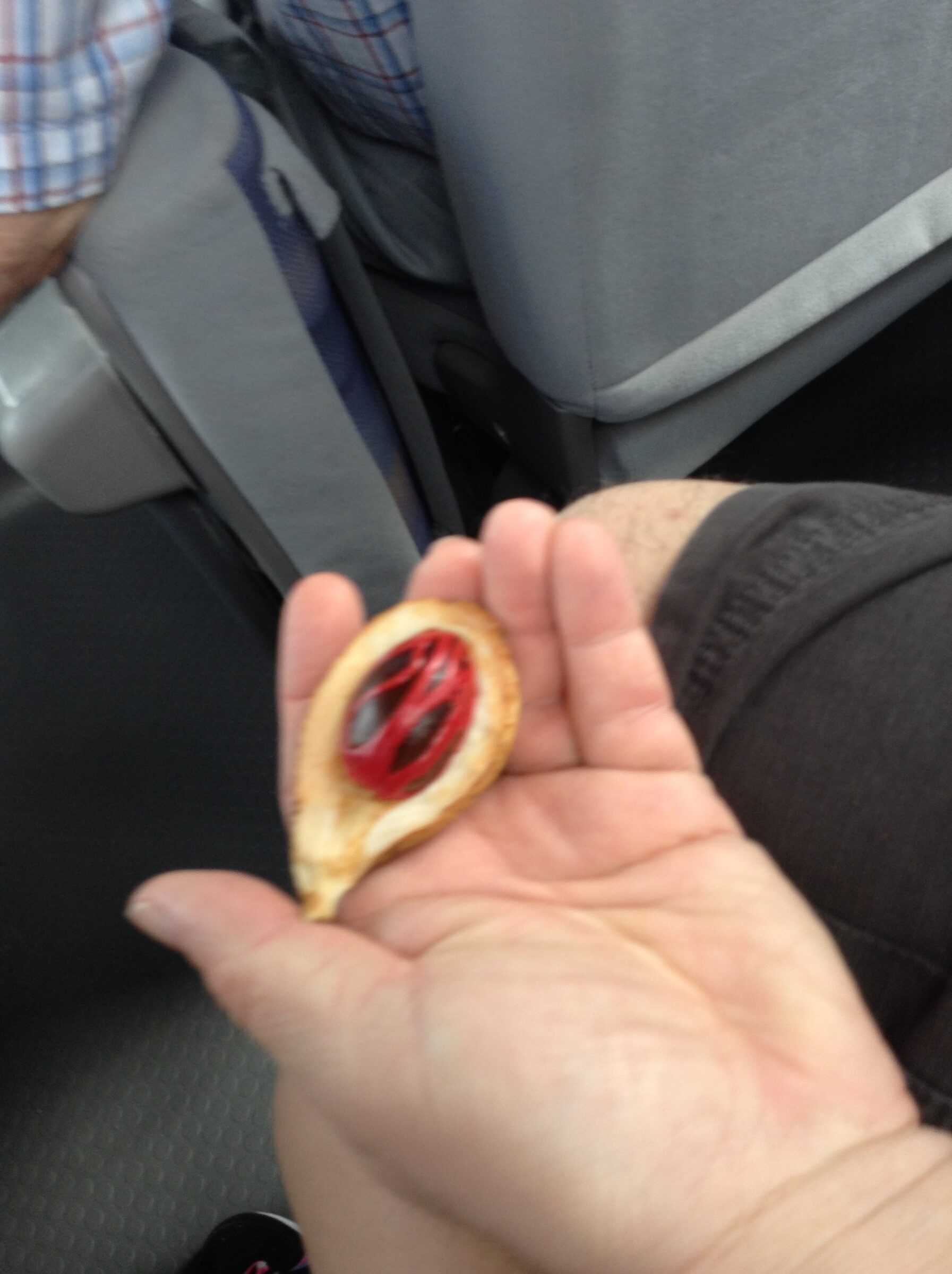 A nutmeg wrapped in red mace