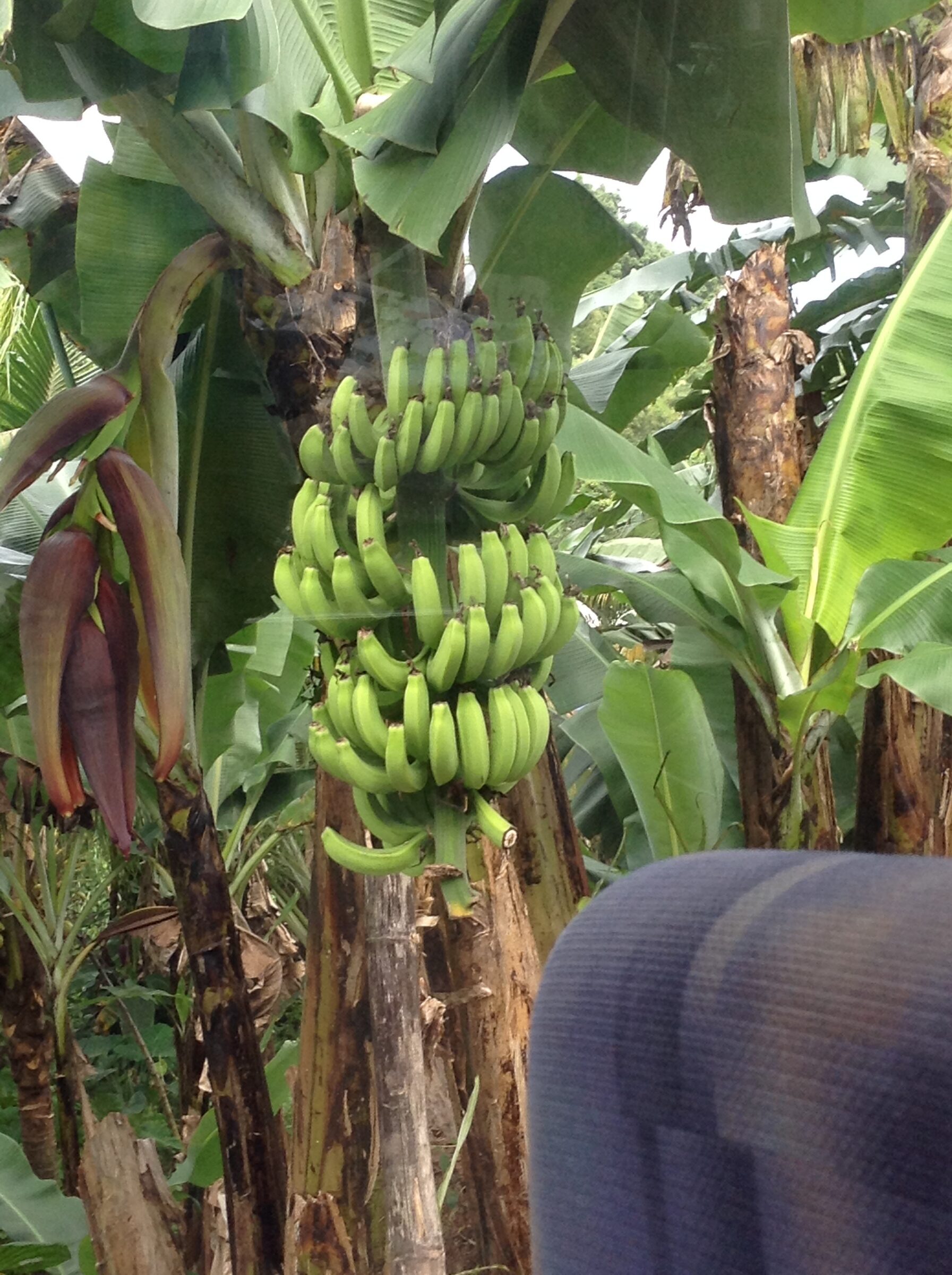 Bananas growing toward the sun