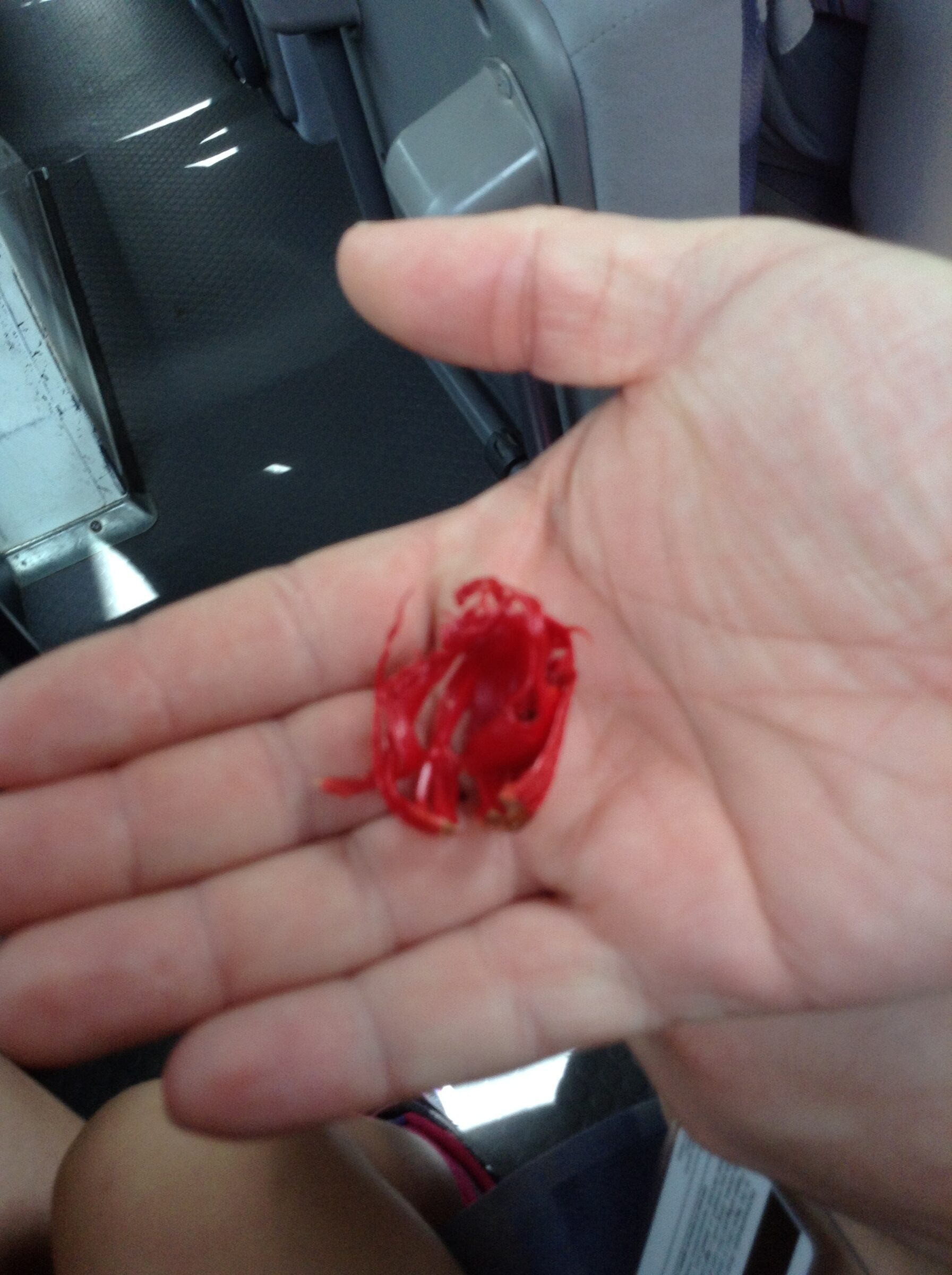 A strand of red mace from a nutmeg