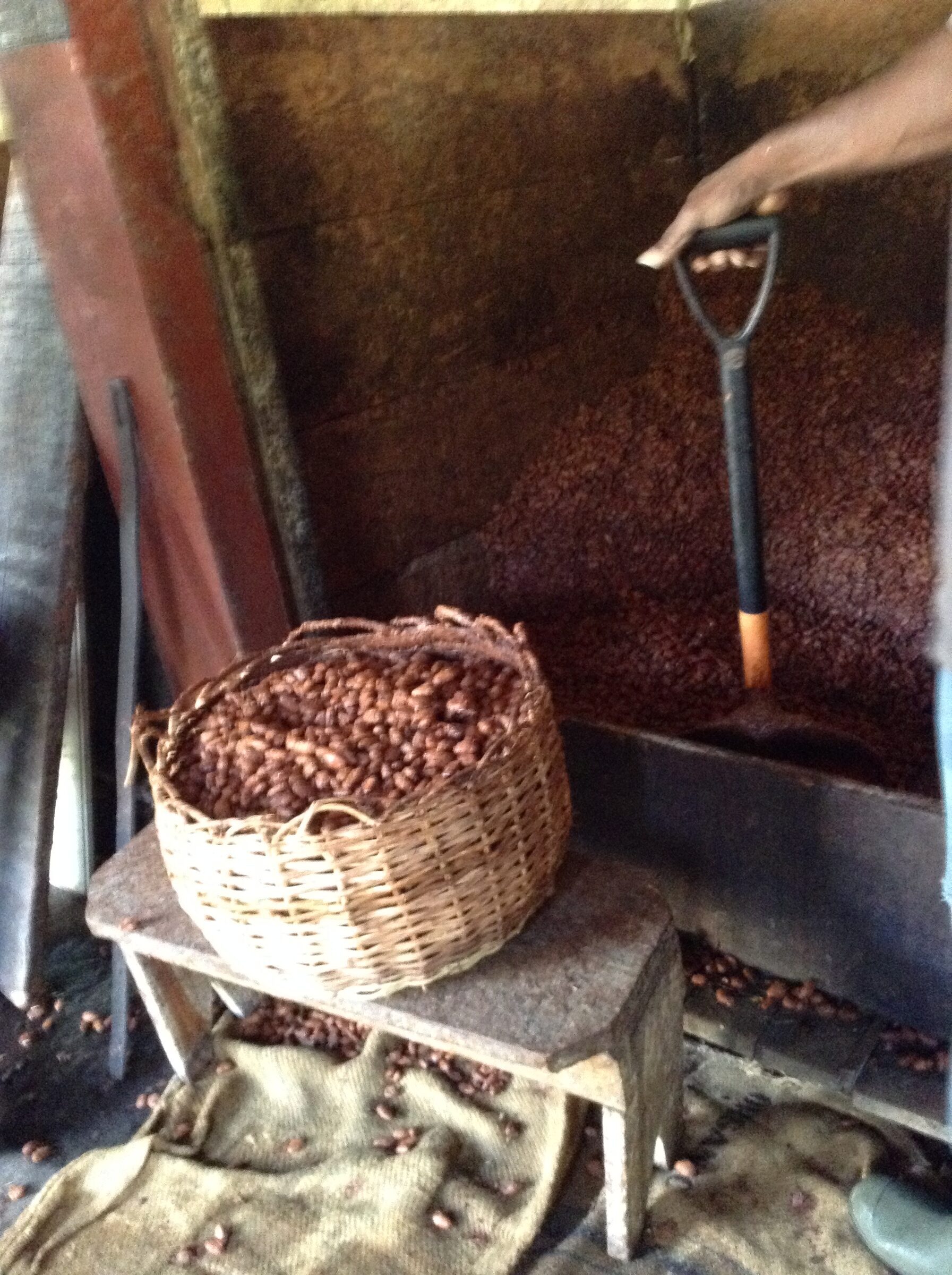 Cocoa beans at Belmont Estate