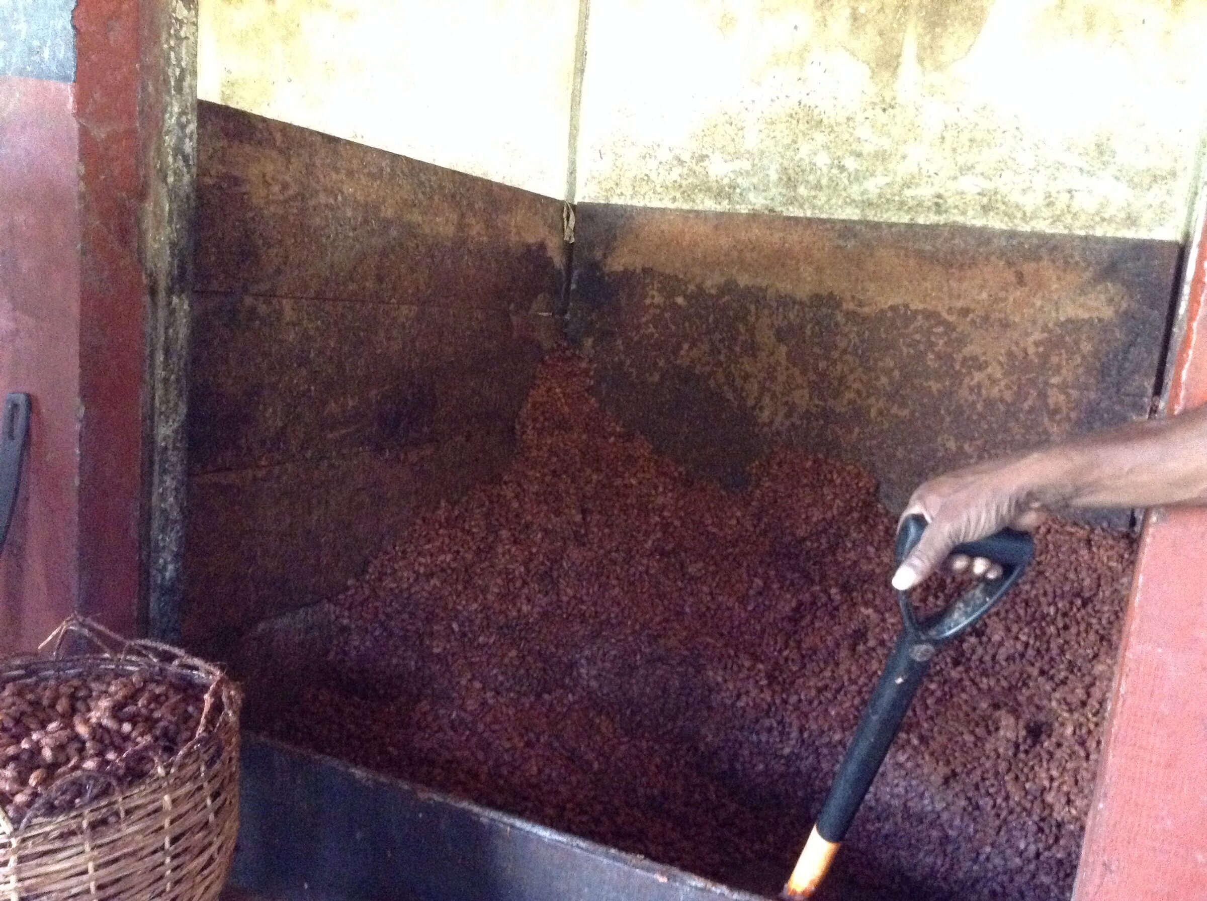 Turning the cocoa beans at Belmont Estate