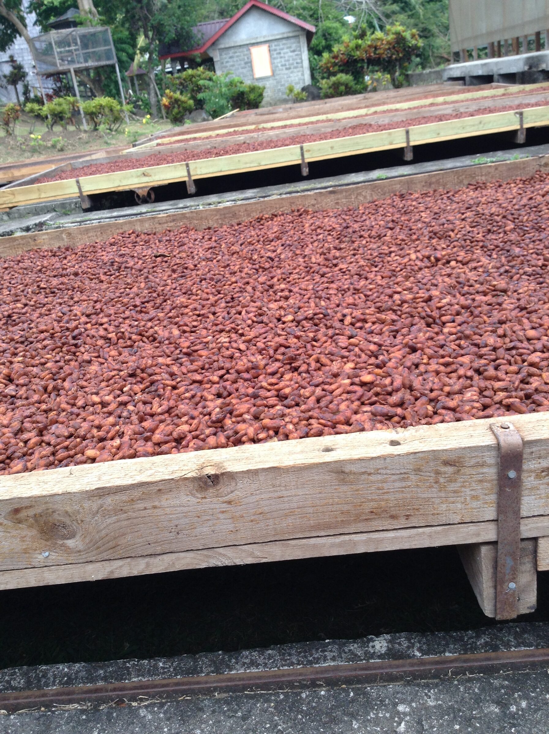 Cocoa beans drying at Belmont Estate