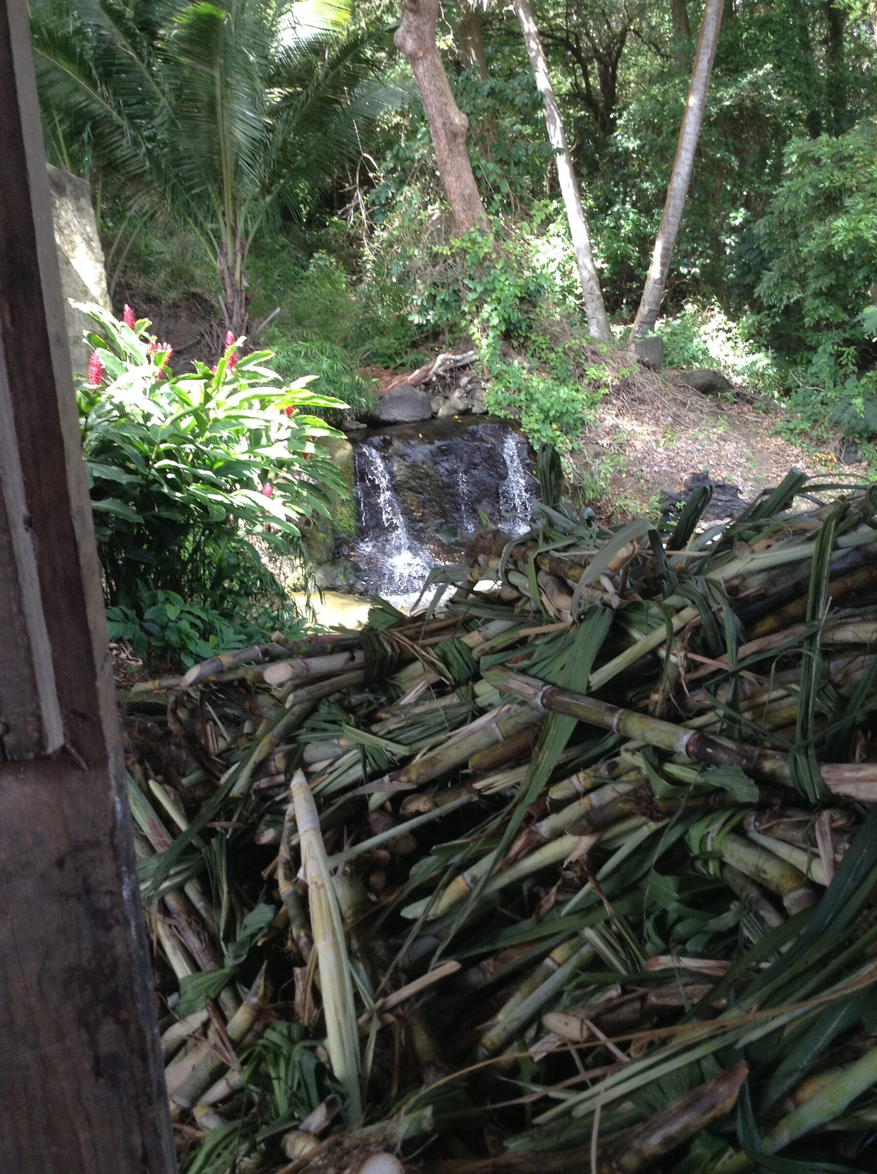 Sugar cane at River Antoine Distillery