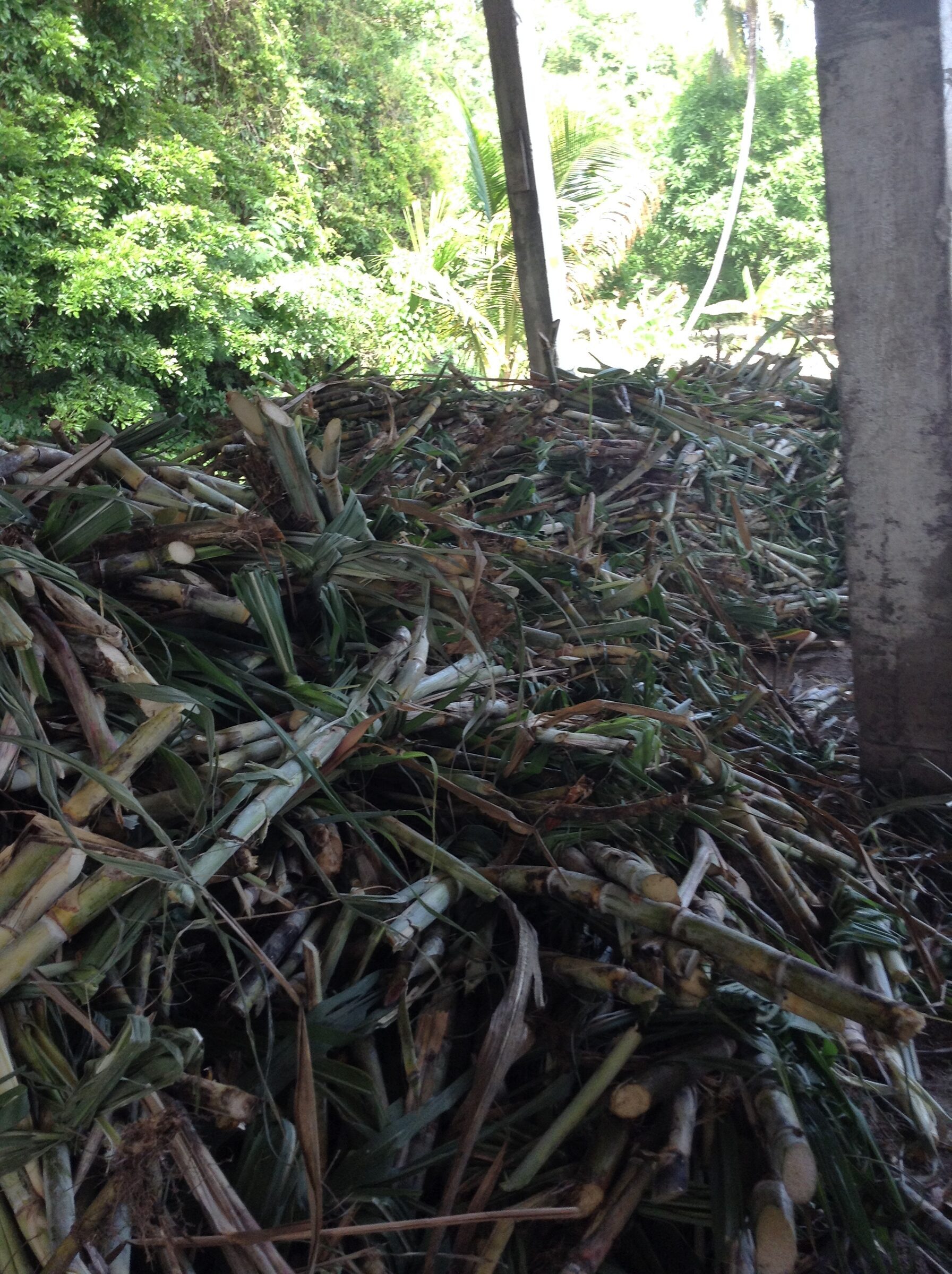 Sugar cane waiting at River Antoine