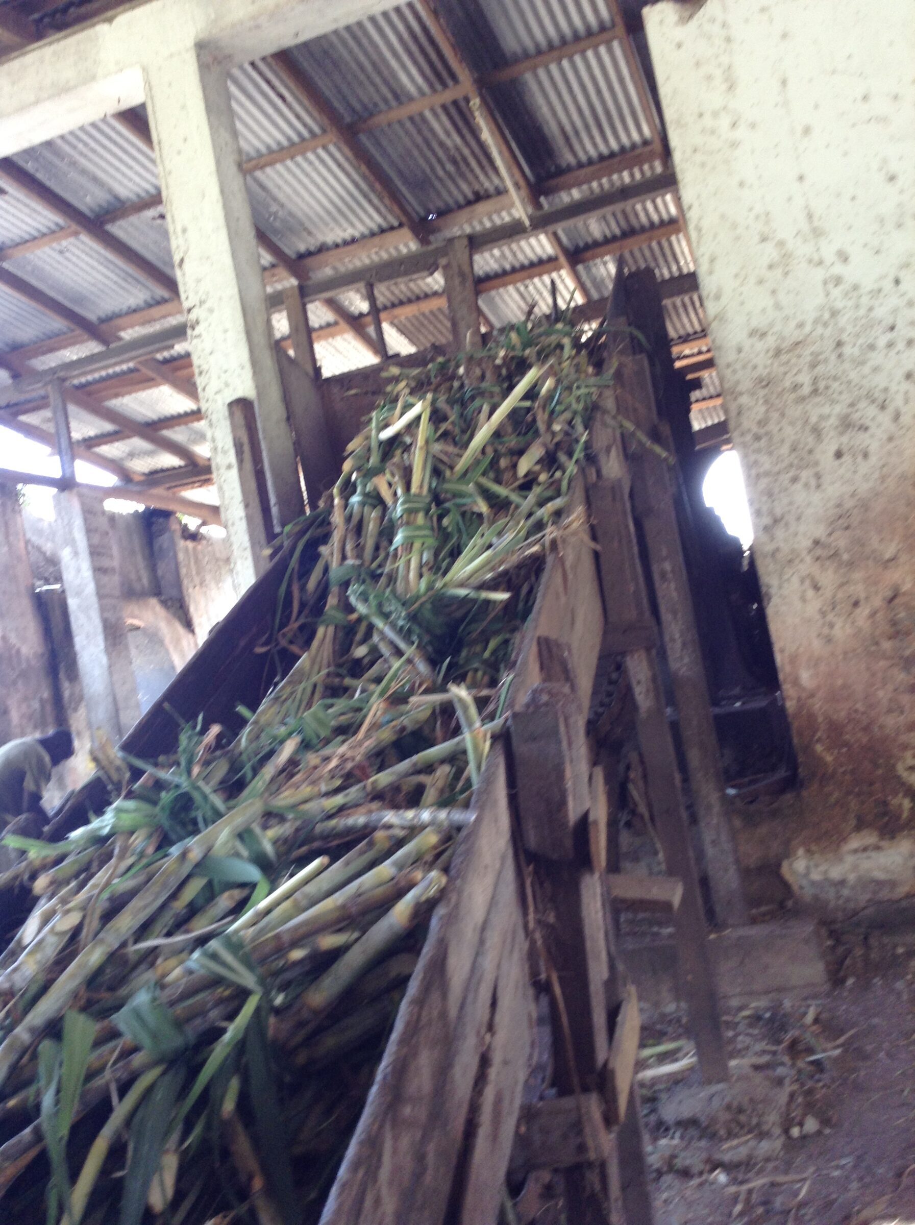 Sugar cane on the conveyor belt