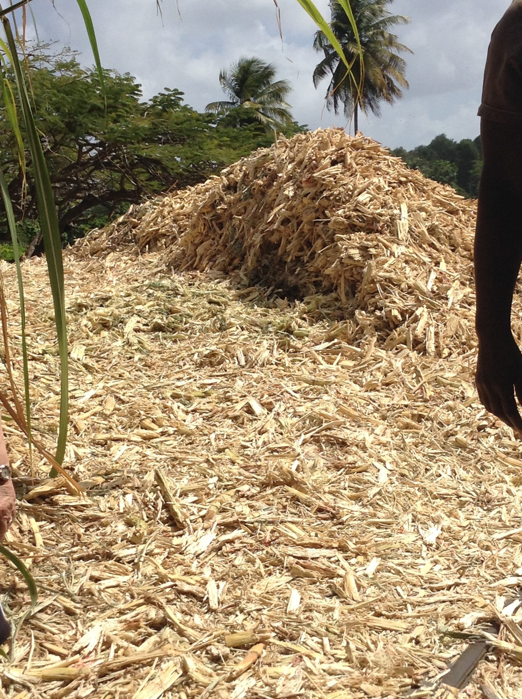 Pressed cane drying at the distillery