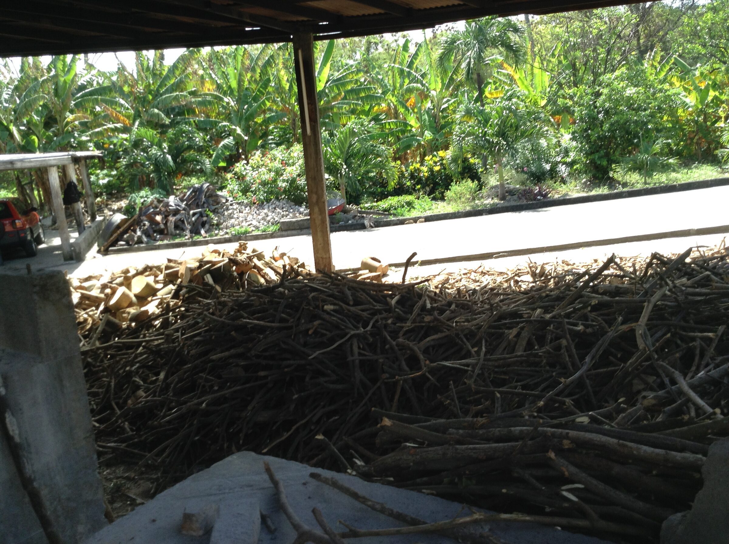Cut sugar cane at the distillery