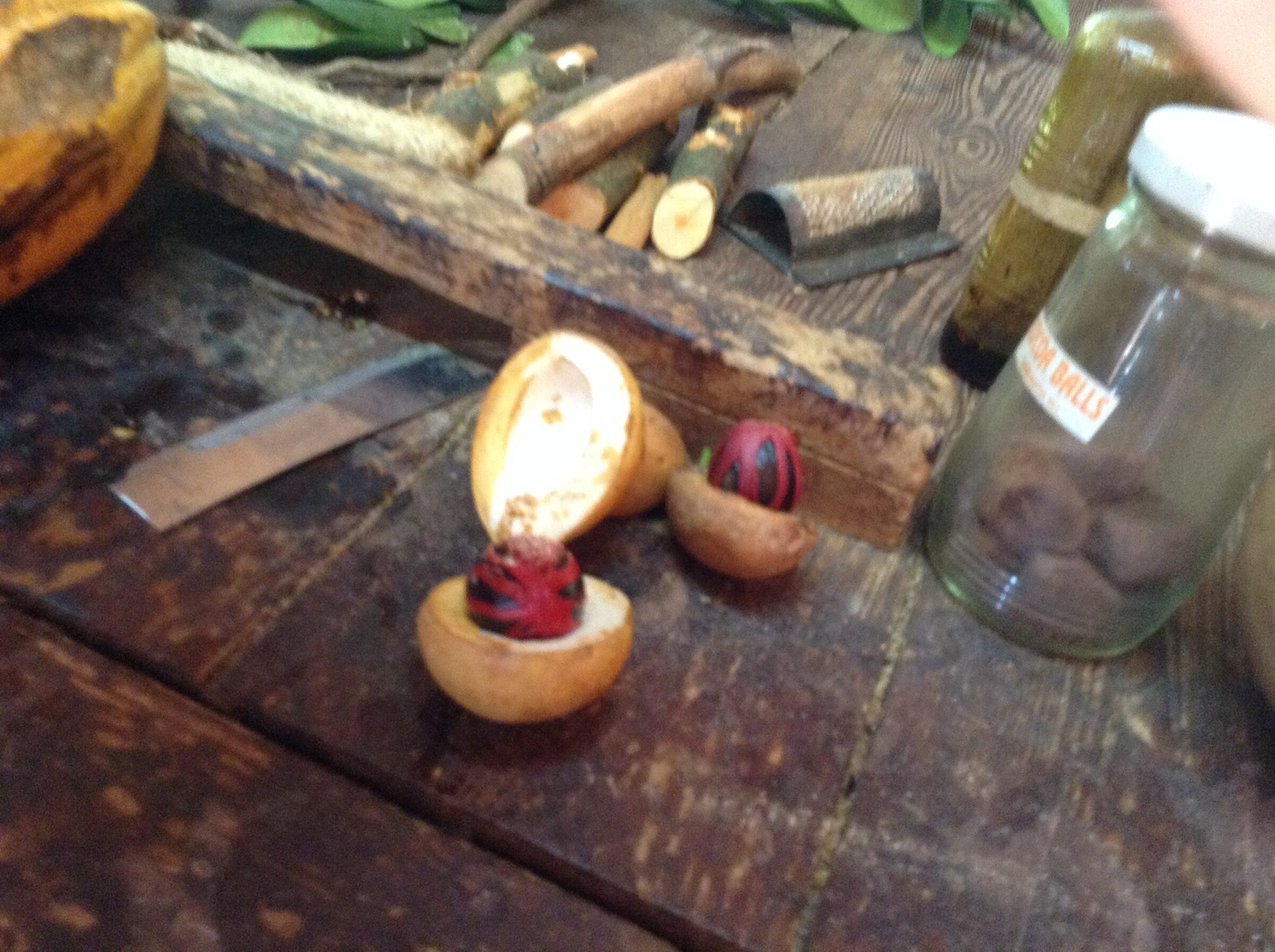Nutmeg pods at Dougaldston Spice Estate