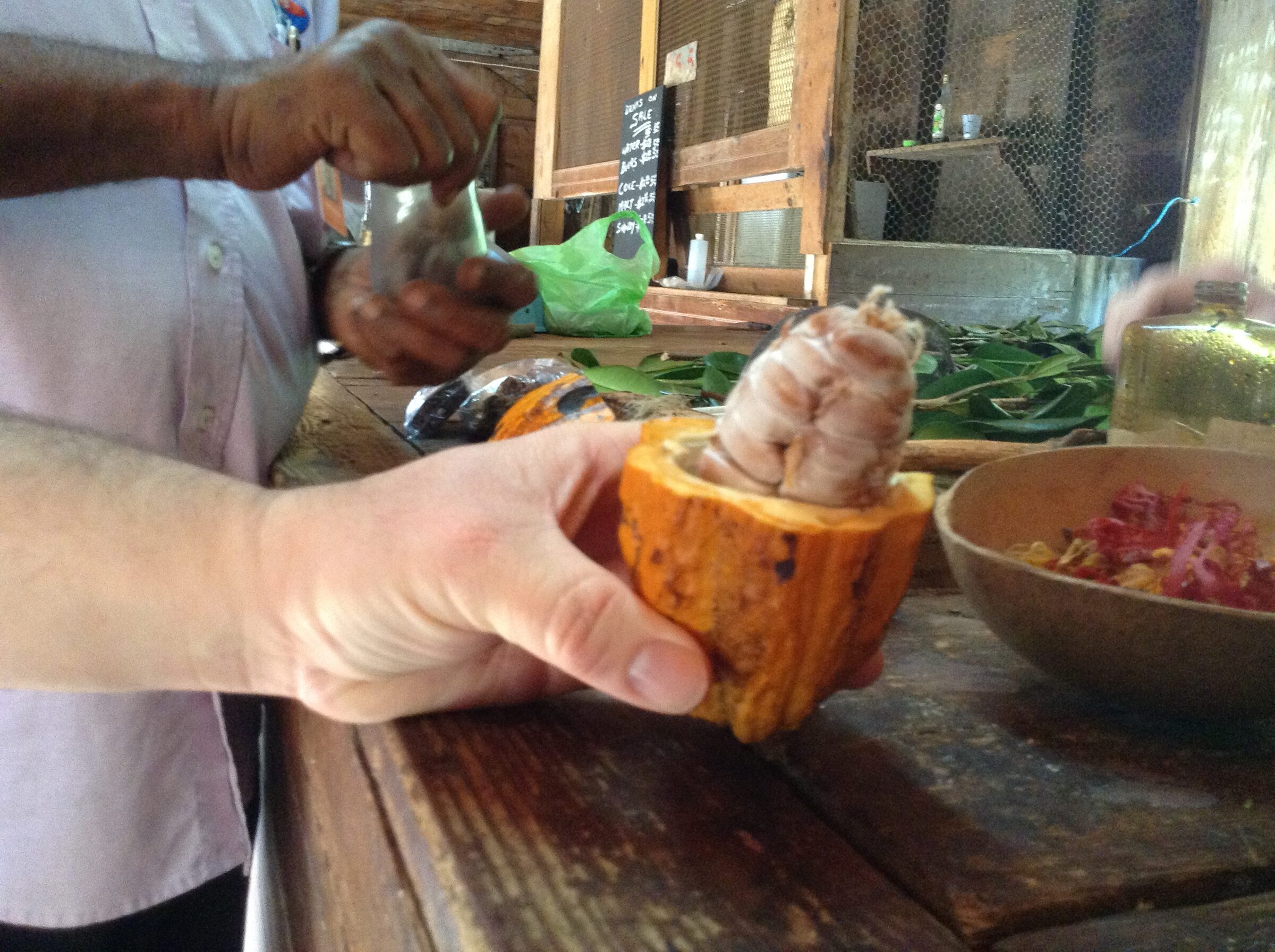 Opening a cocoa pod at Dougaldston