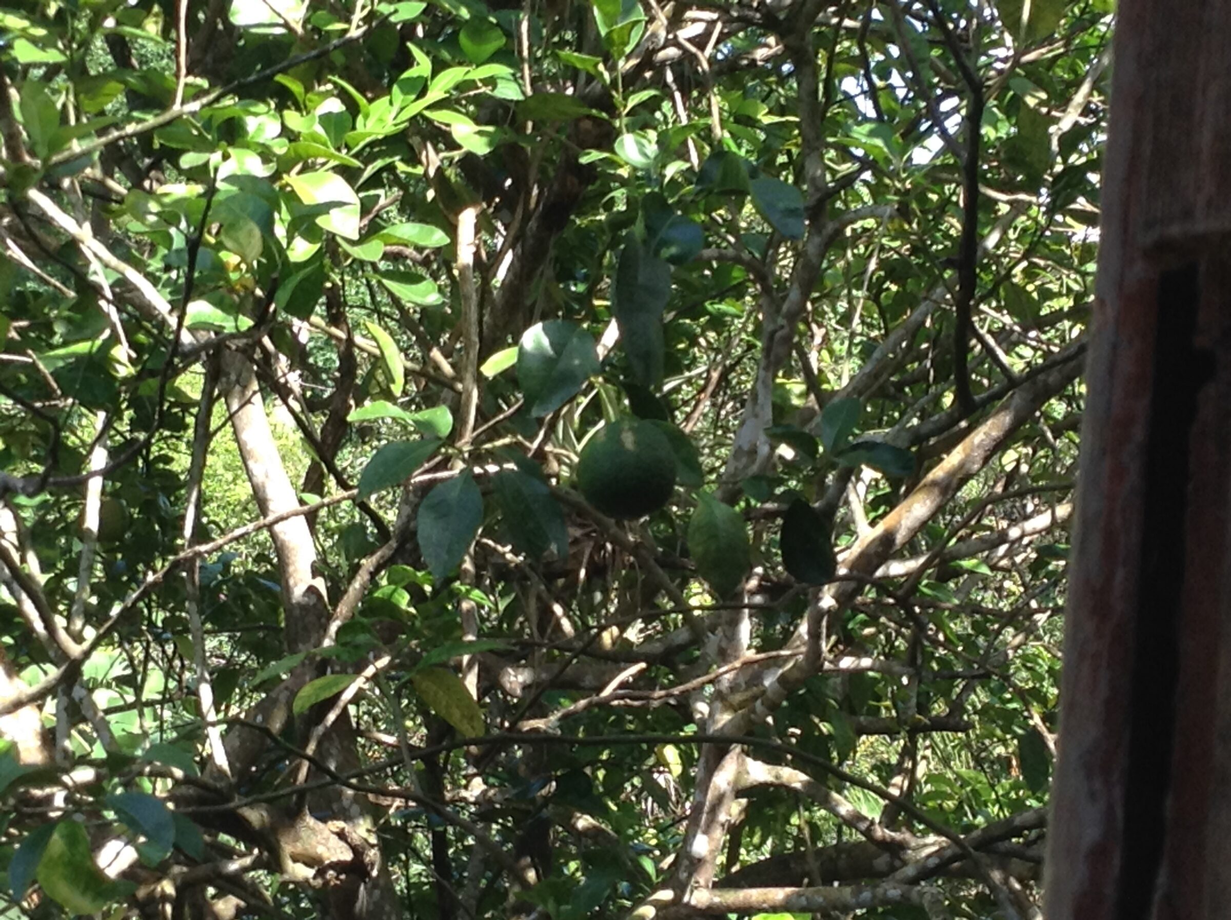 Fruit trees at the spice estate