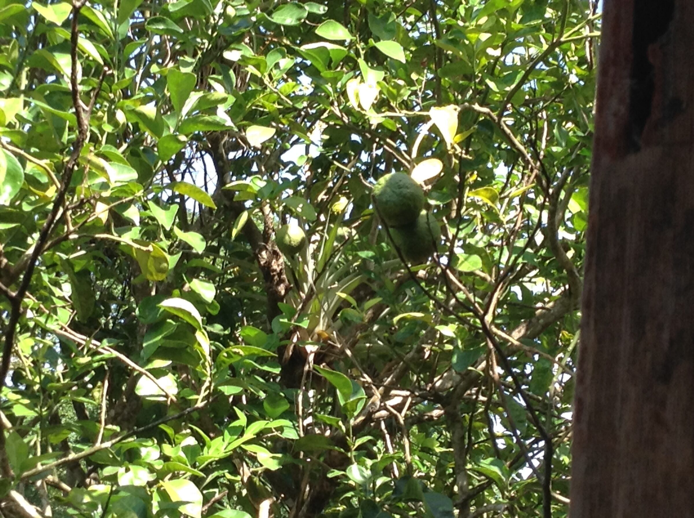 More fruit in the trees at the spice estate