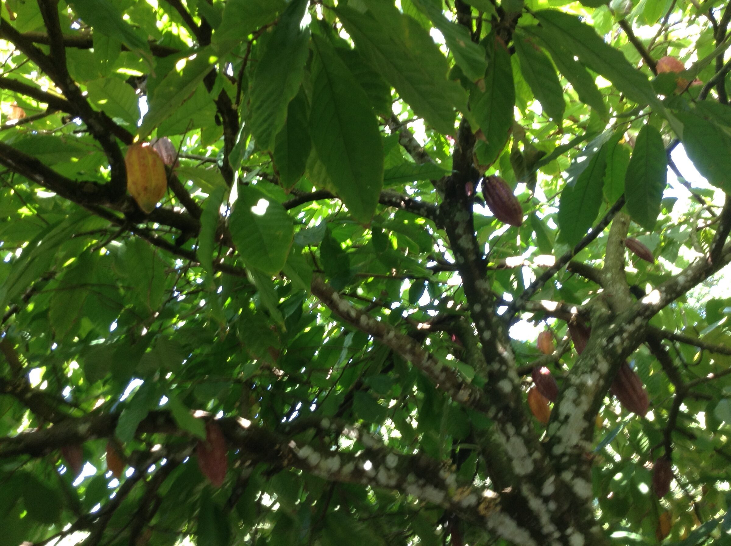 Cacao pods on the tree