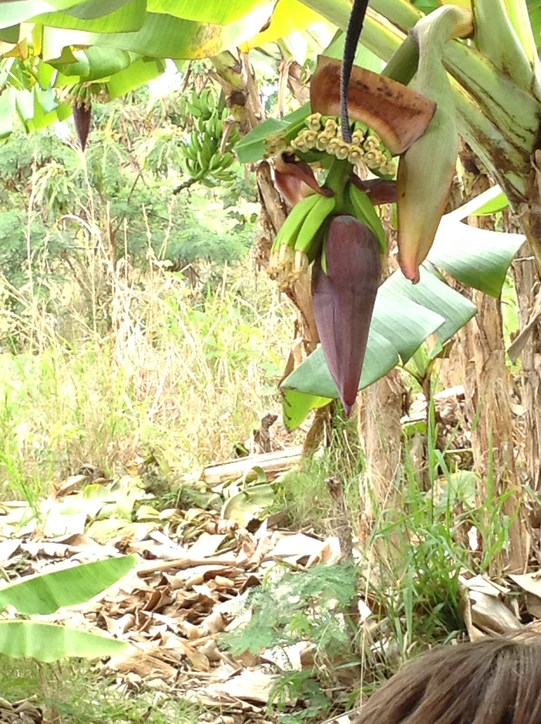 A banana flower at the reserve