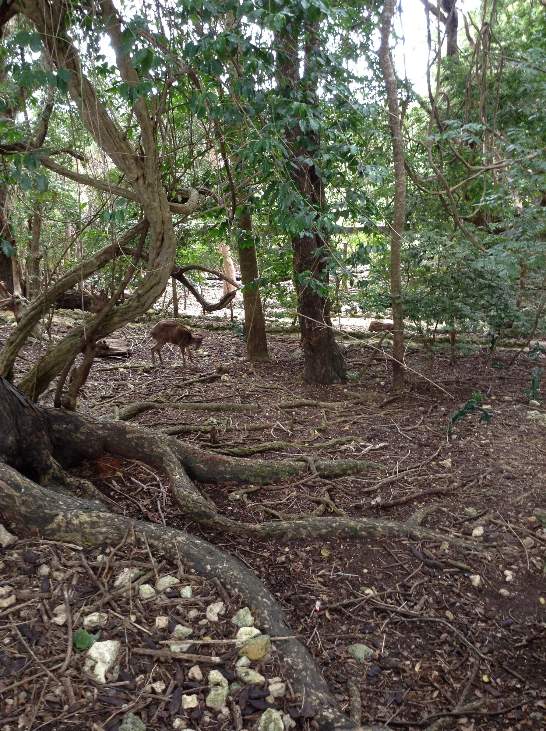 A deer at the wildlife reserve