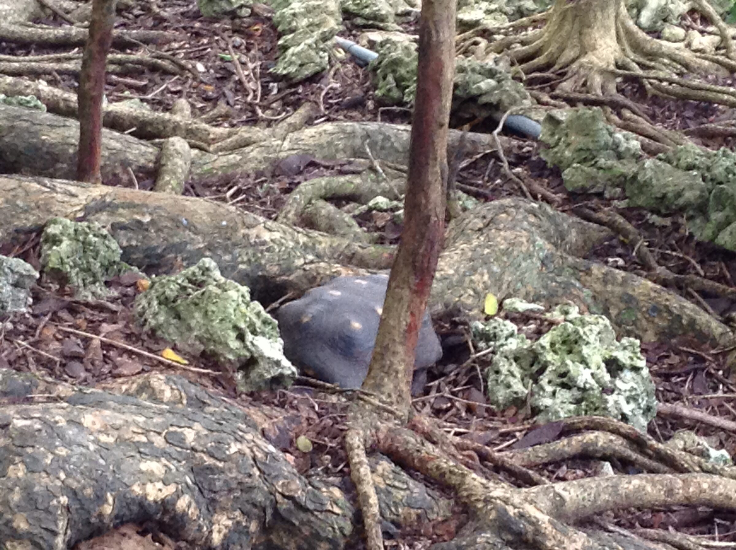 A tortoise in the reserve