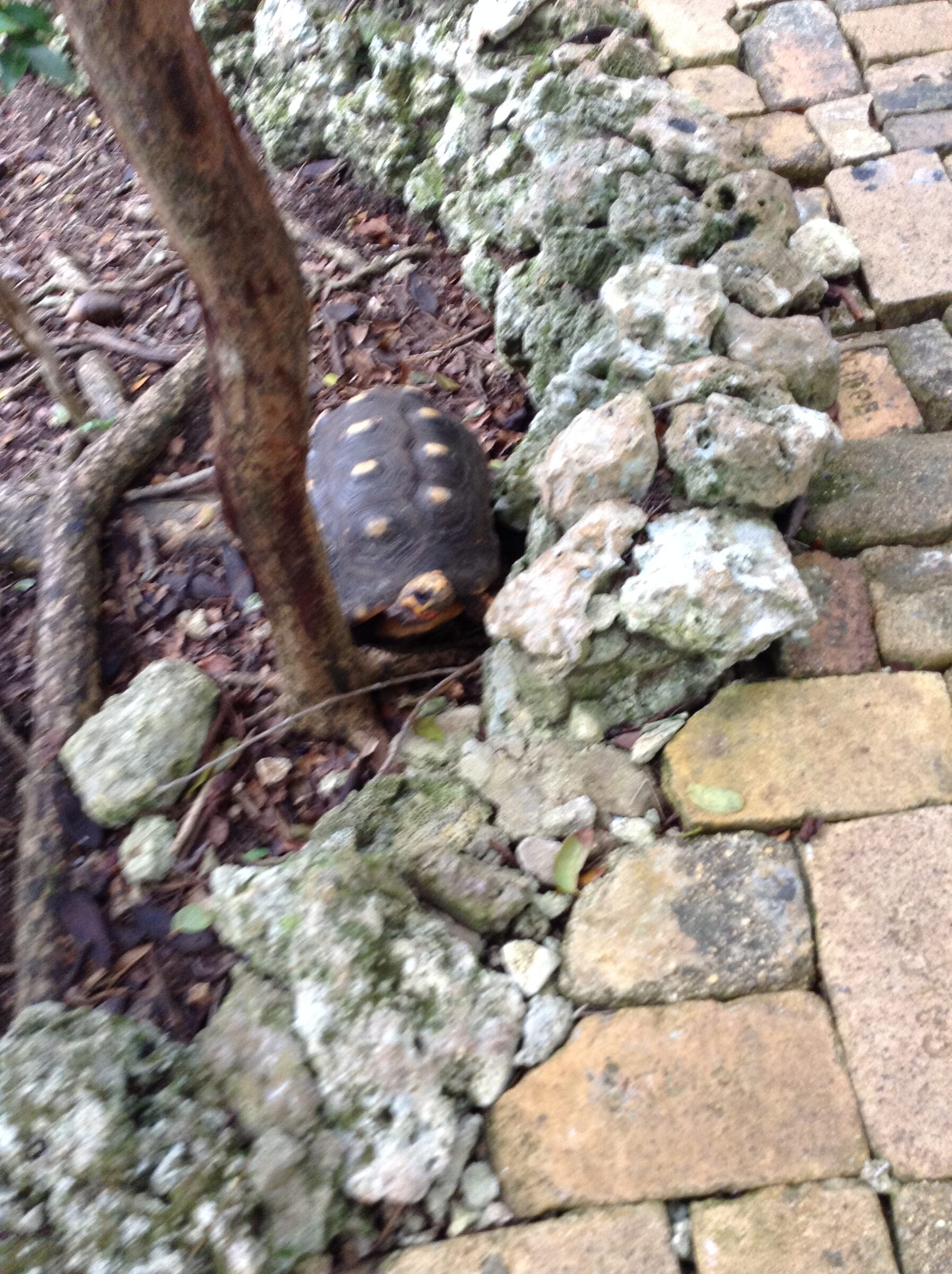 A tortoise near the wall
