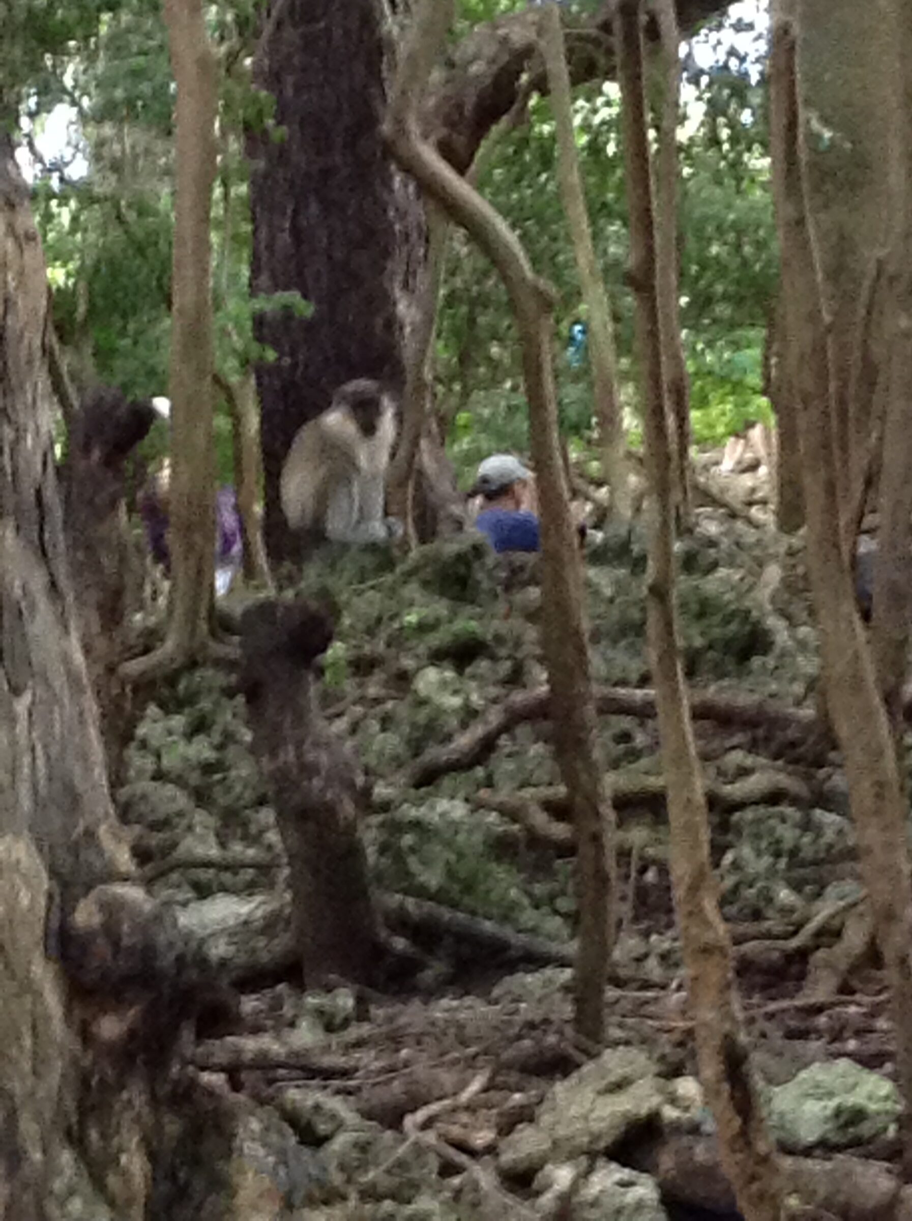 The first monkey sighting of the day