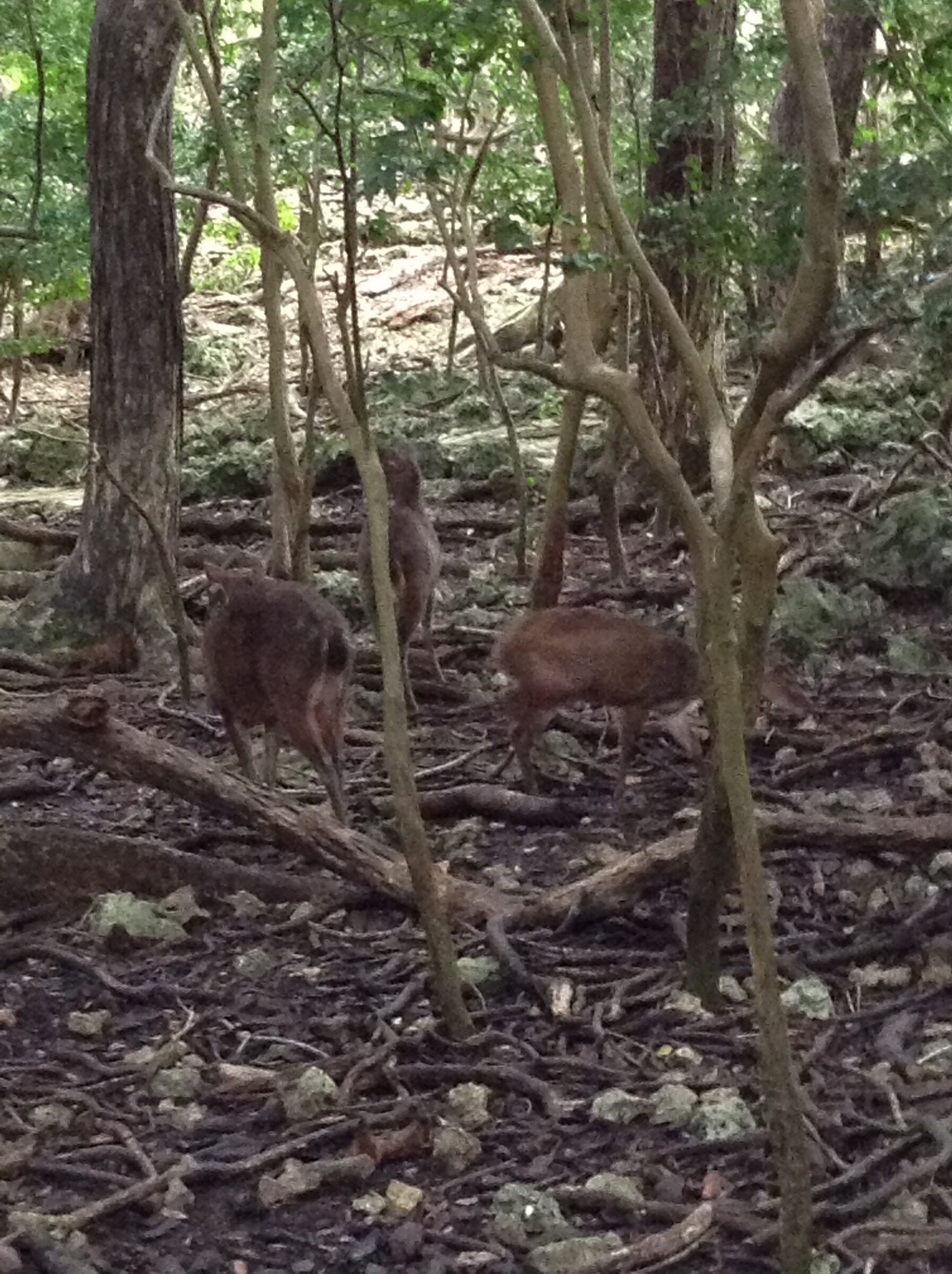 A small group of deer in the reserve