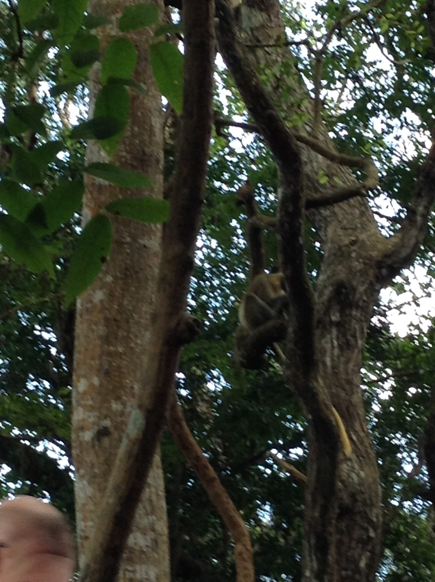 A monkey watching from up in the tree
