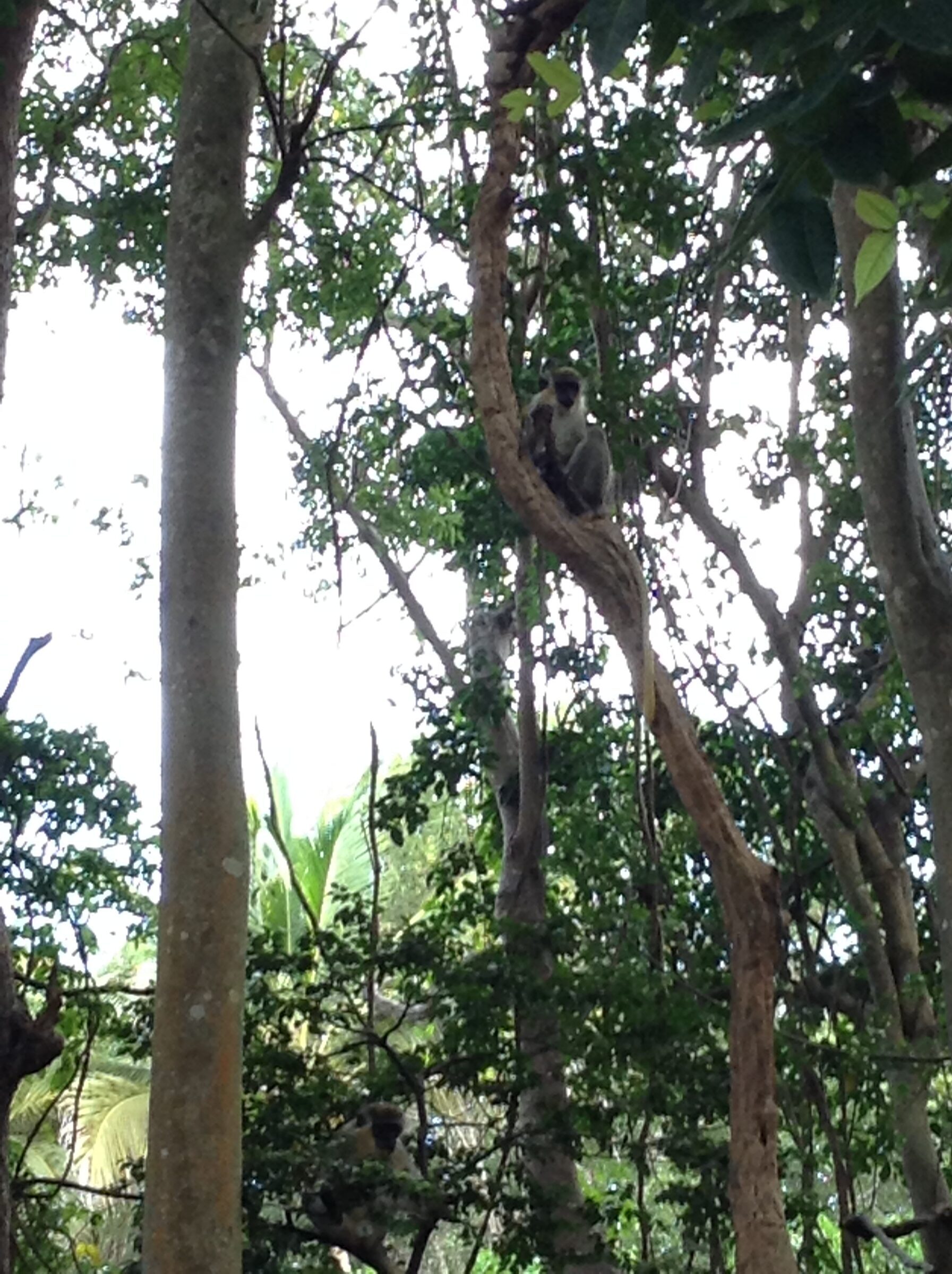 A monkey high in the tree