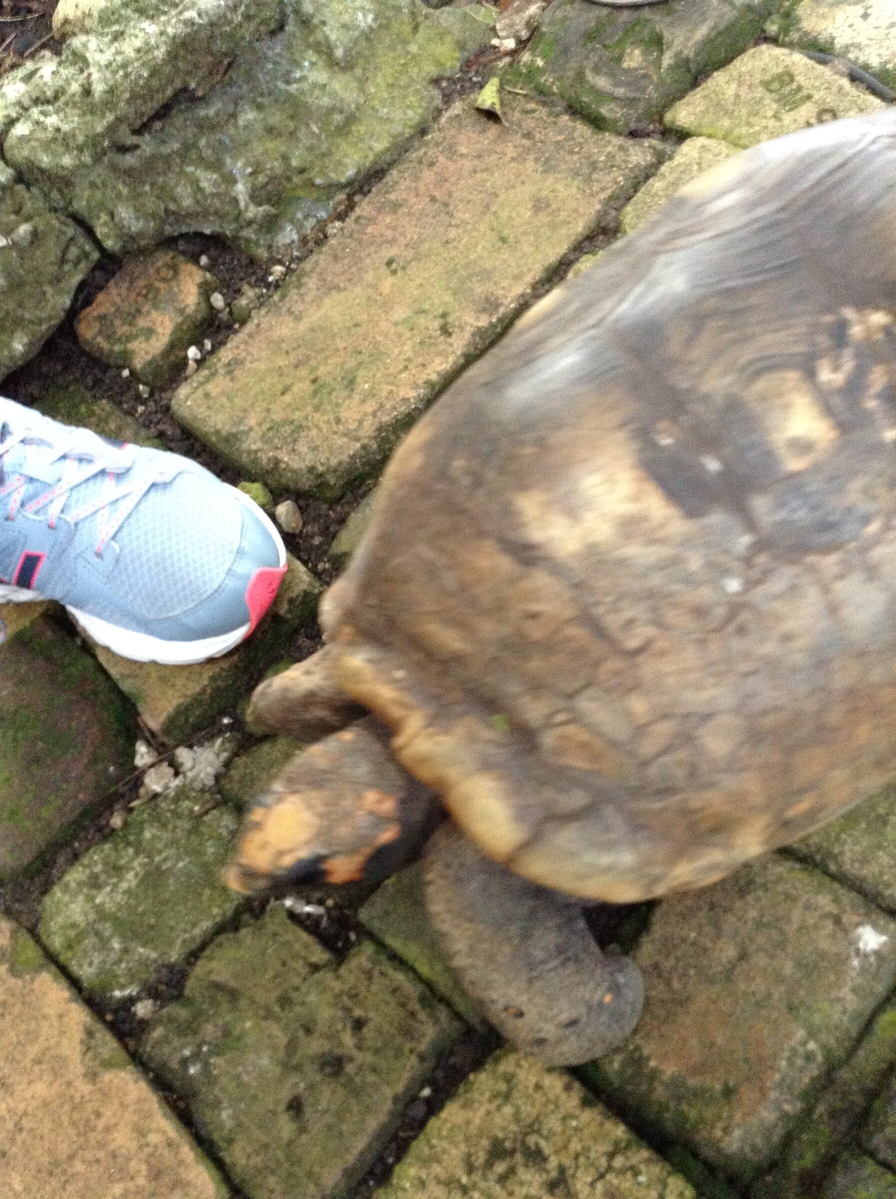 A giant tortoise, with a shoe for scale