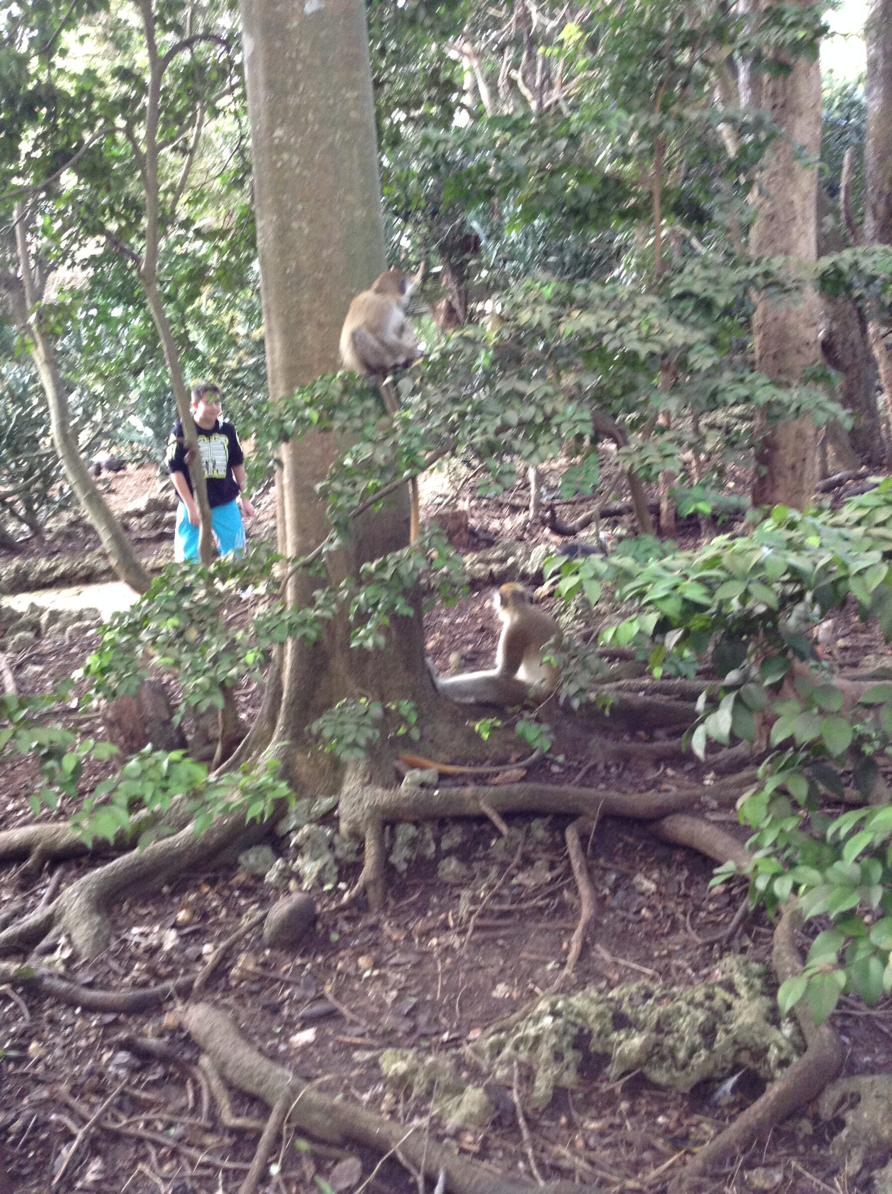 Monkeys in the trees