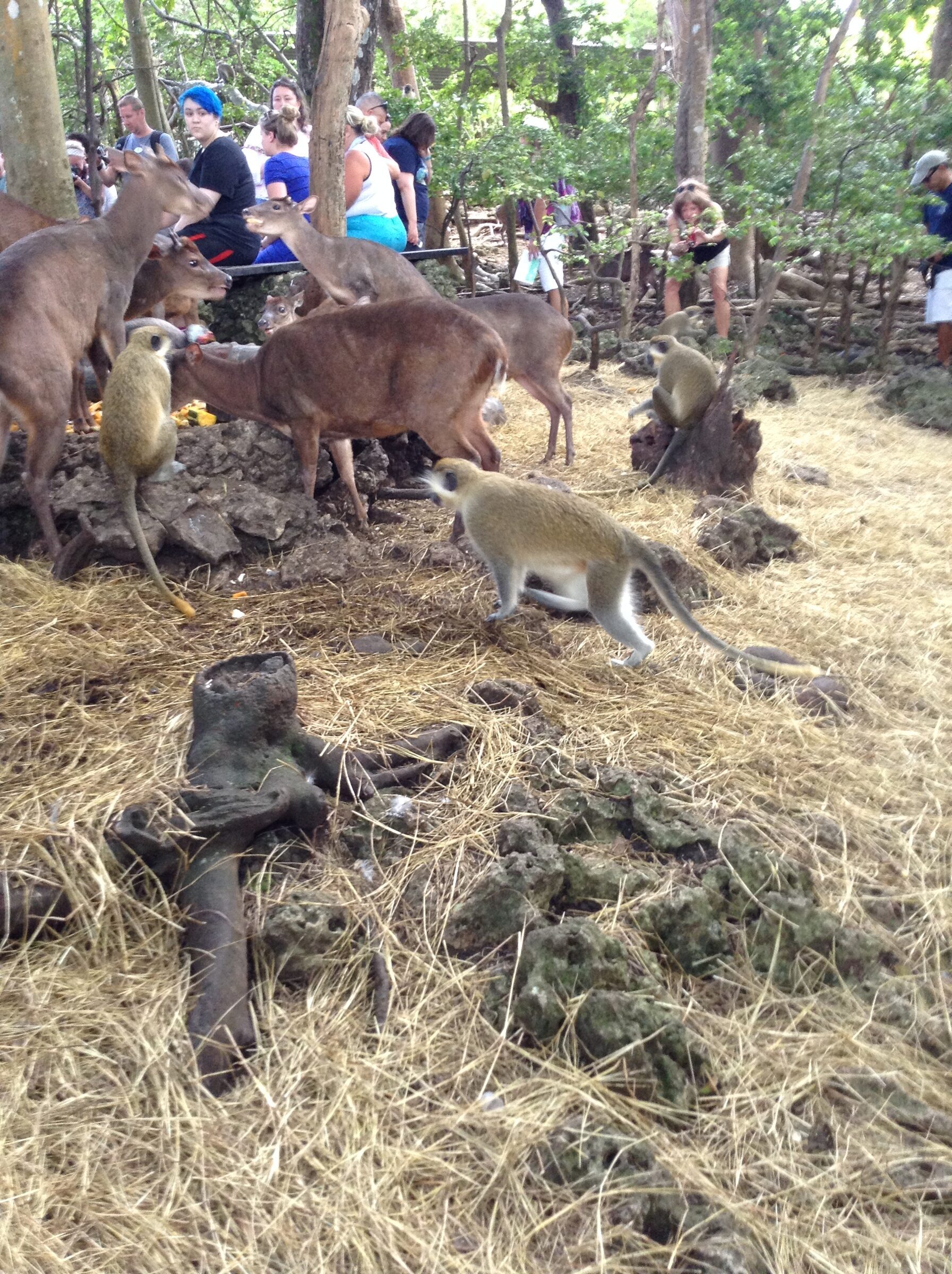 Deer and a monkey close together