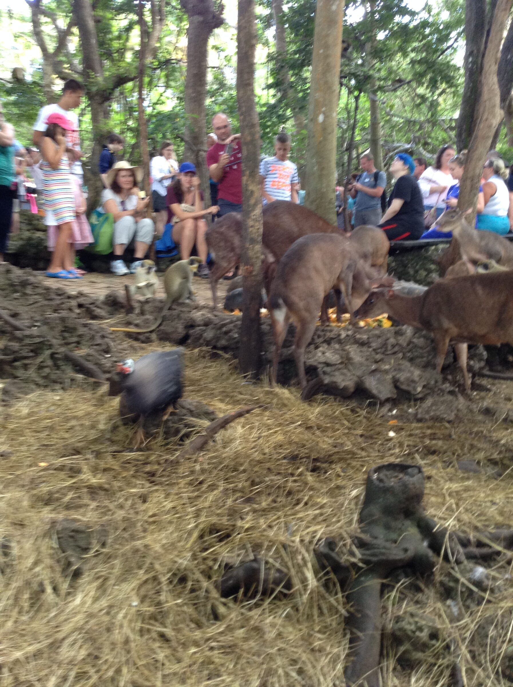Deer gather at feeding time