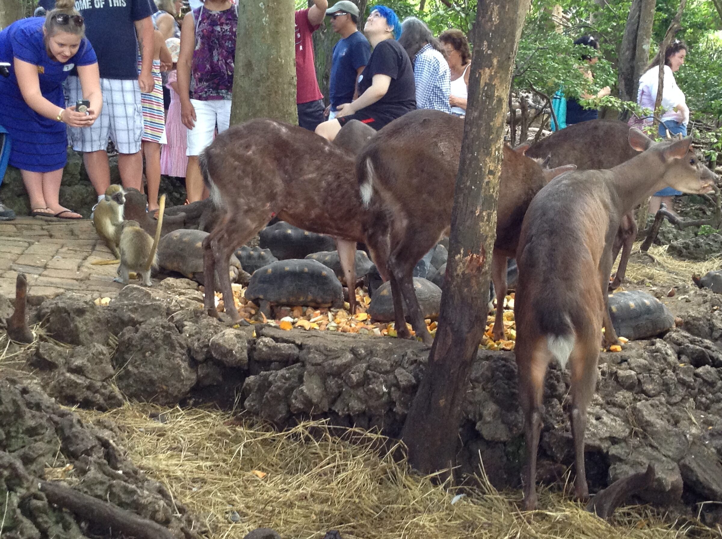 More deer at feeding time