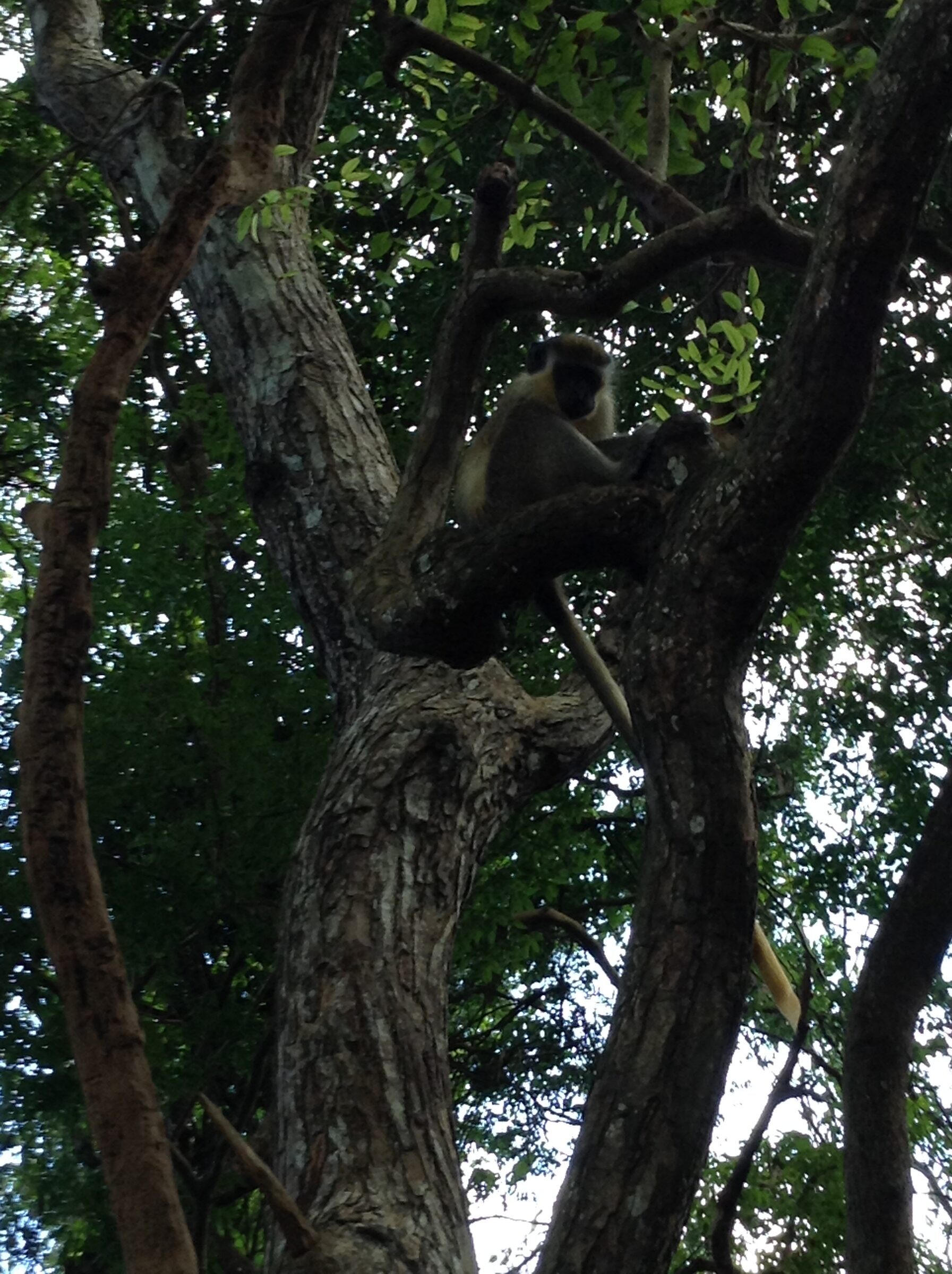 A monkey in the tree