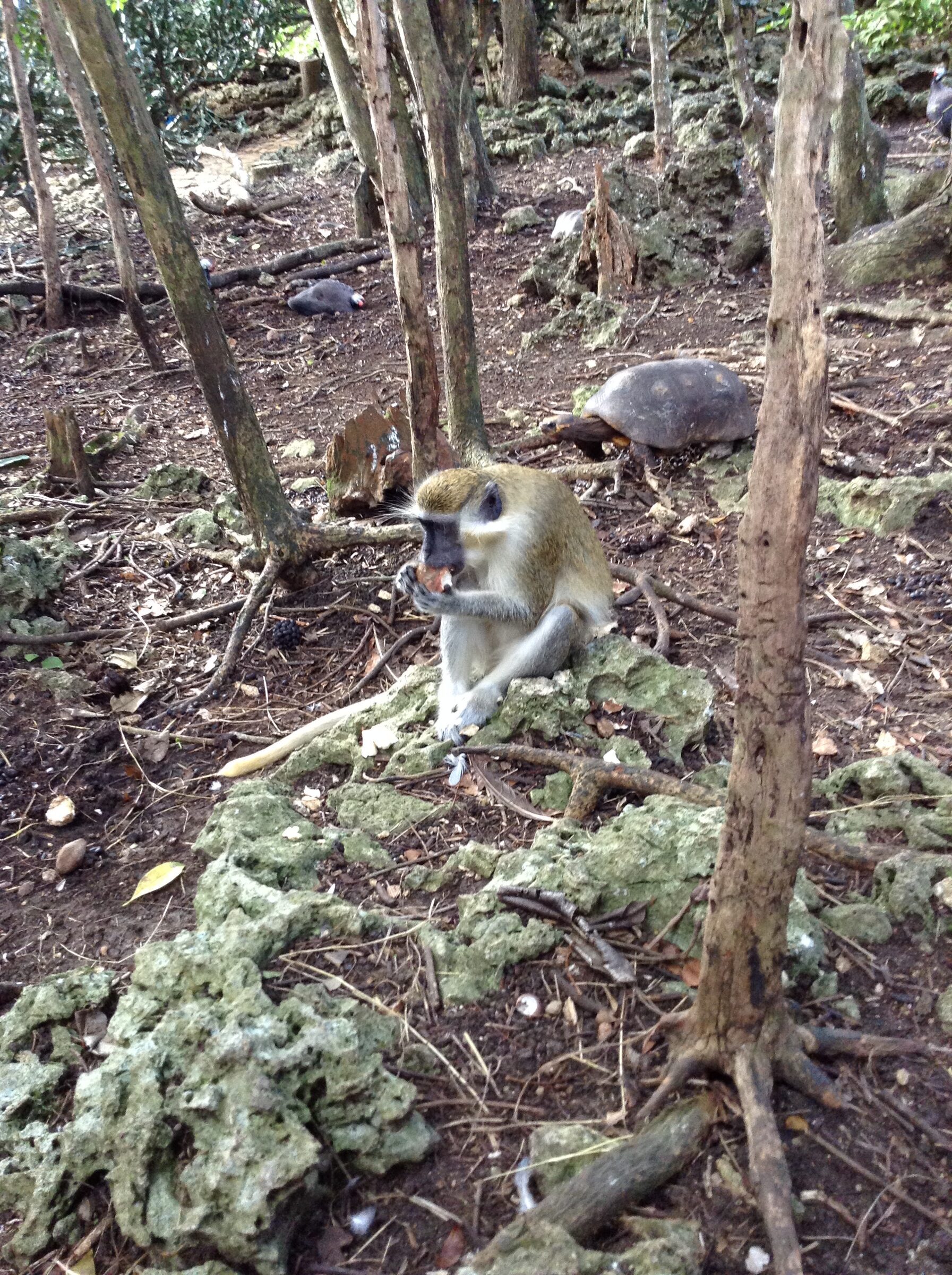 A monkey feeding on the ground