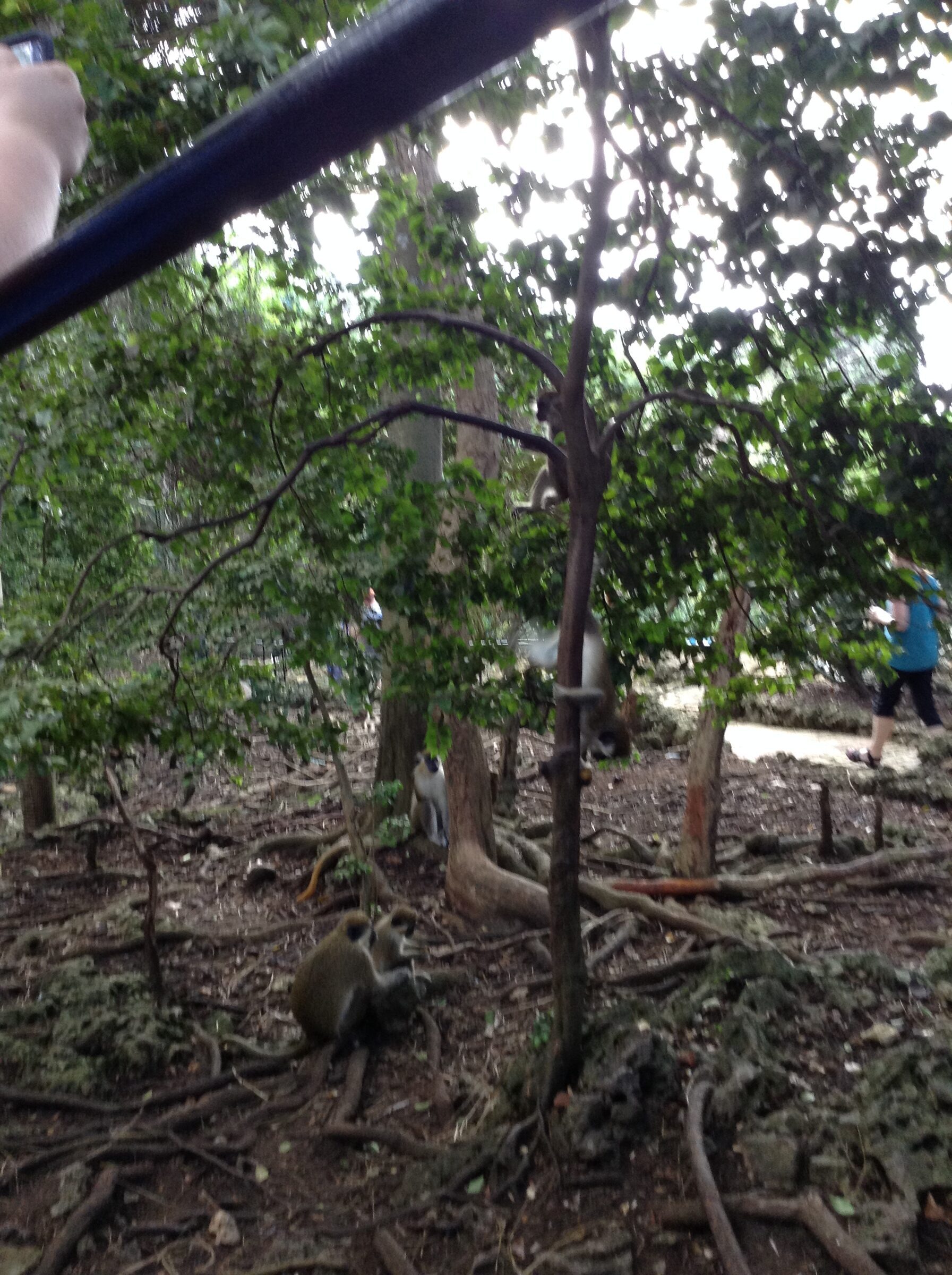 A monkey through the trees