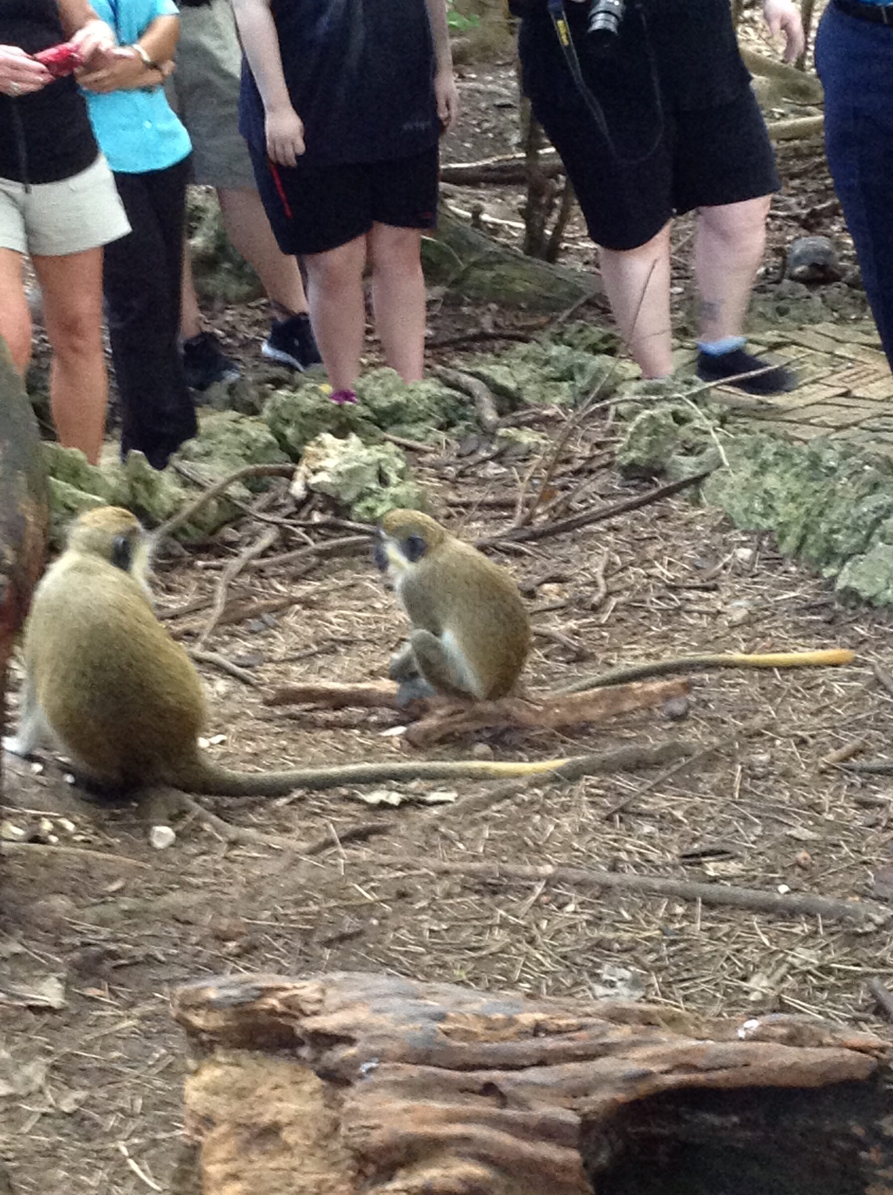 Monkeys among the visitors