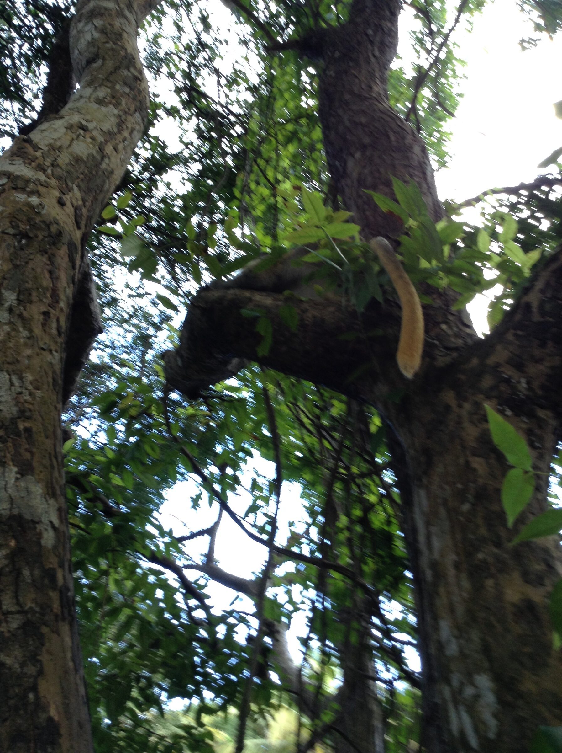 More monkeys up in the branches