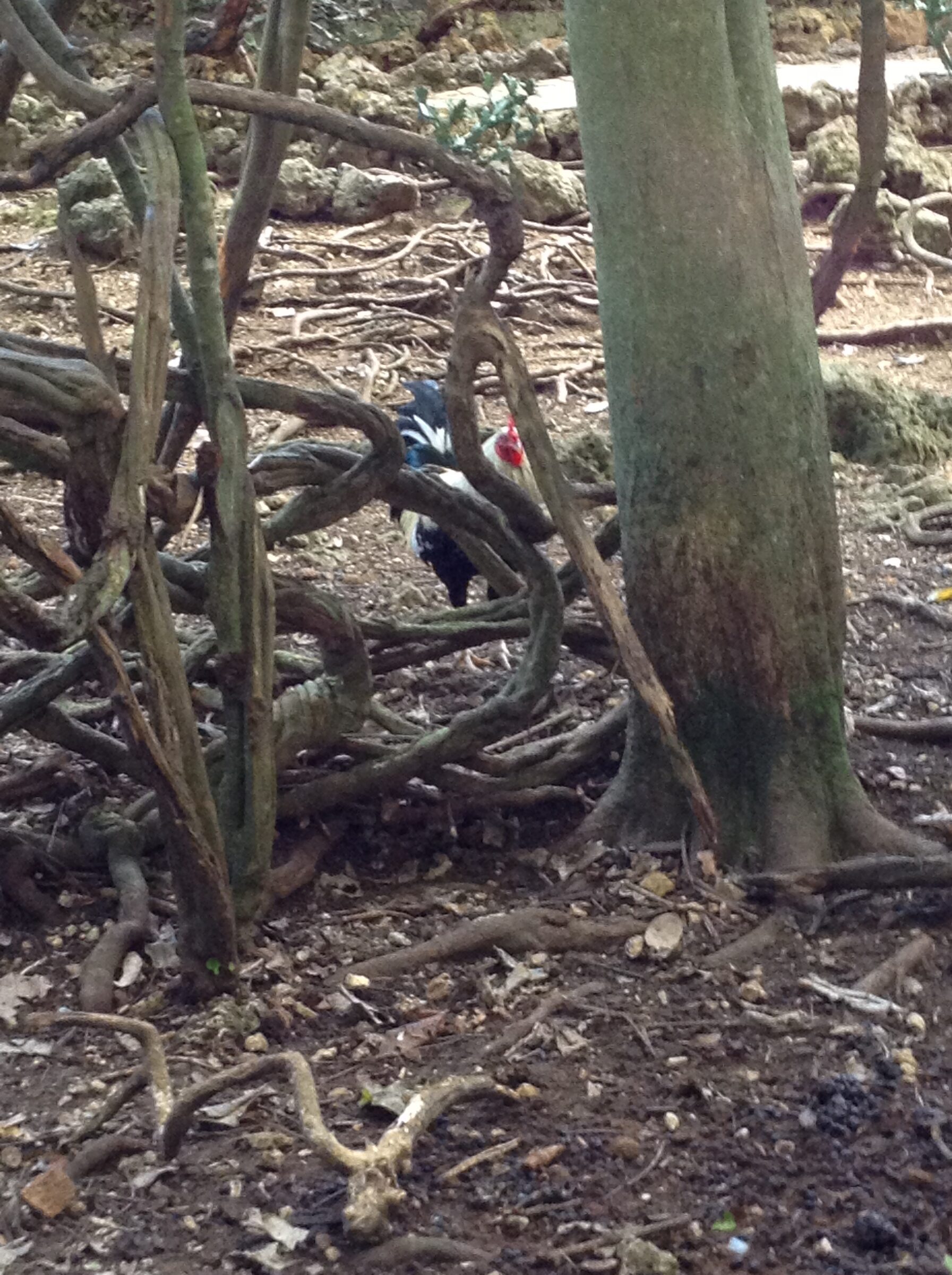 A rooster among the roots