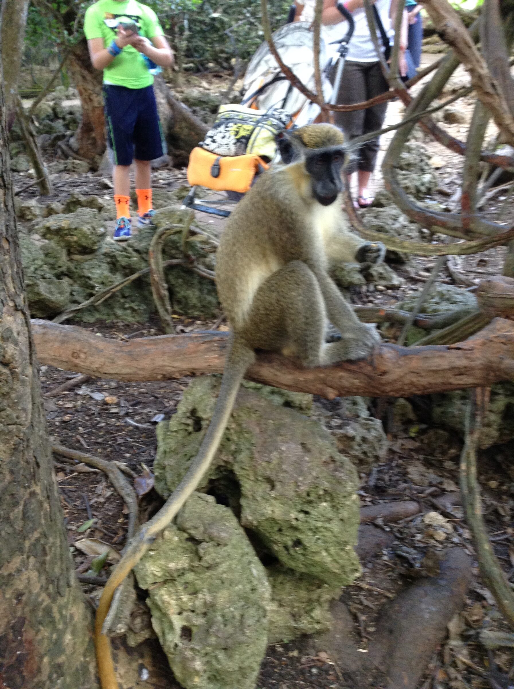 A monkey pausing on a rock