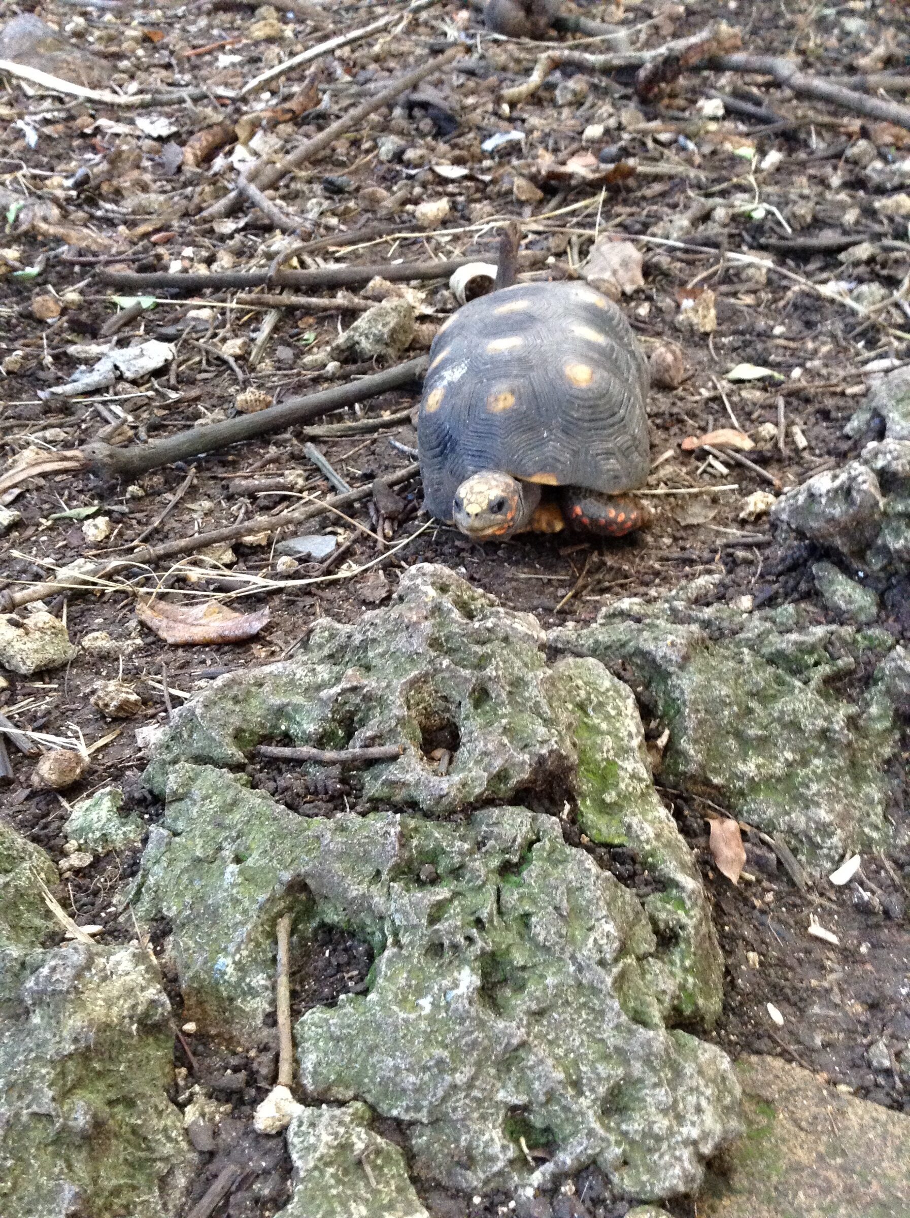 A tortoise on the trail