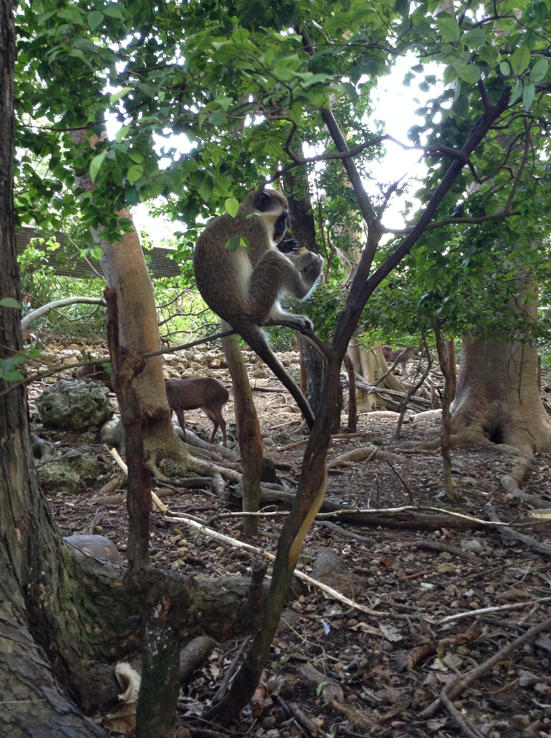 Monkeys in the tree, deer below