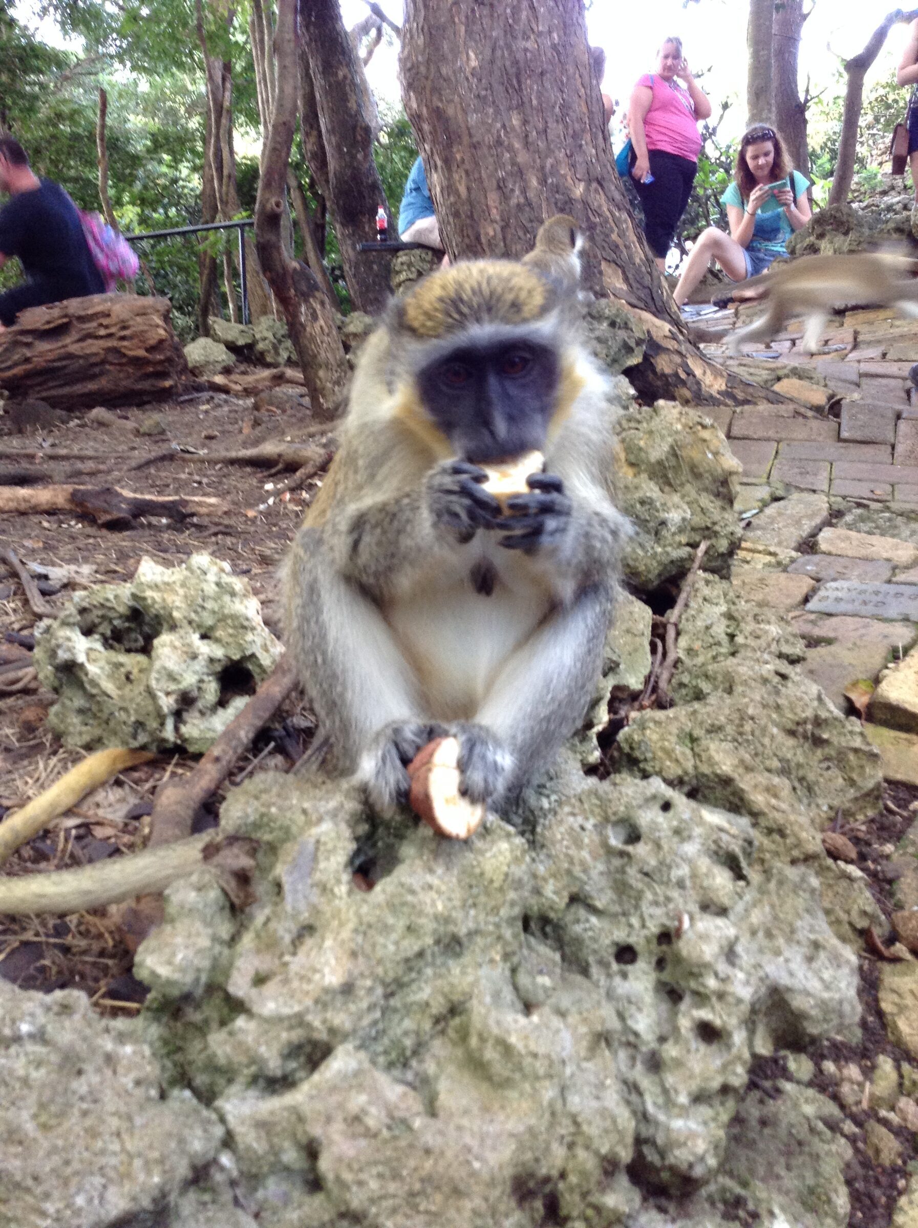 A monkey eating a piece of fruit