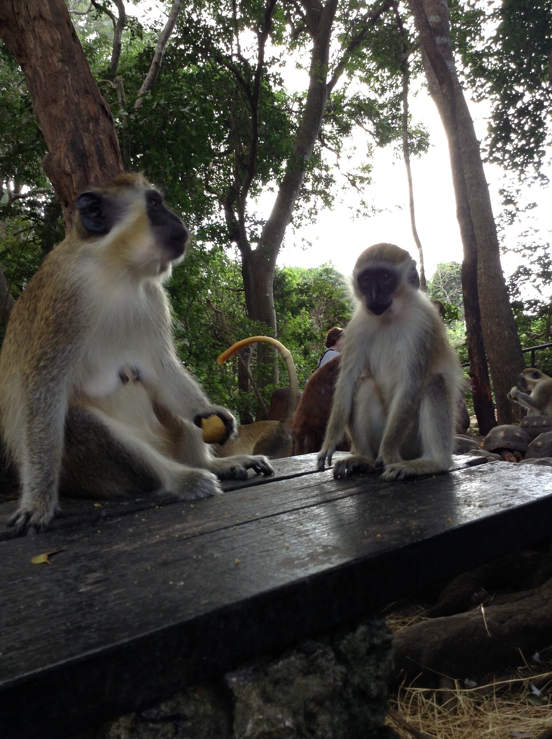 Two monkeys on the bench