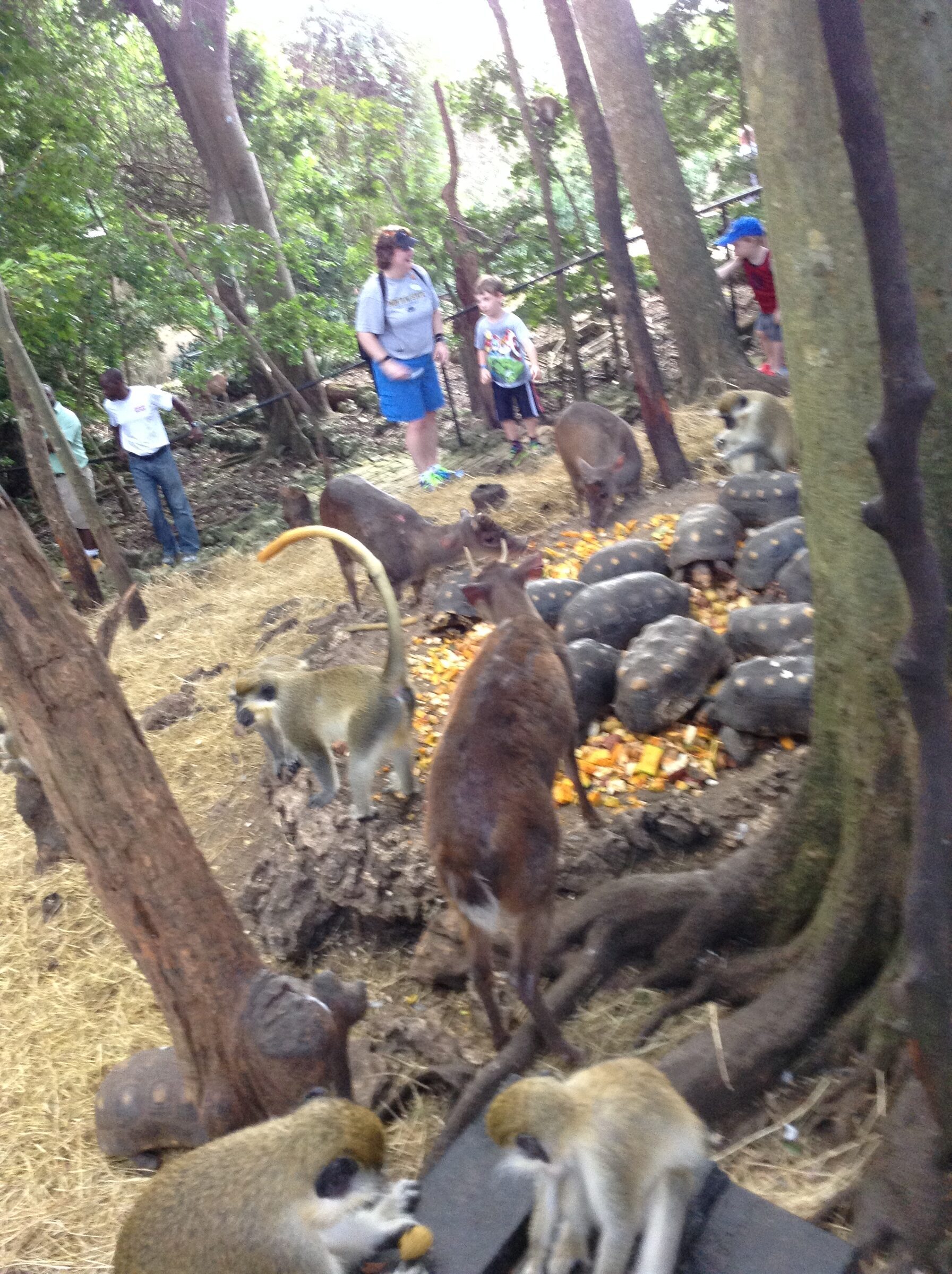 Monkeys and deer share the feeding spot
