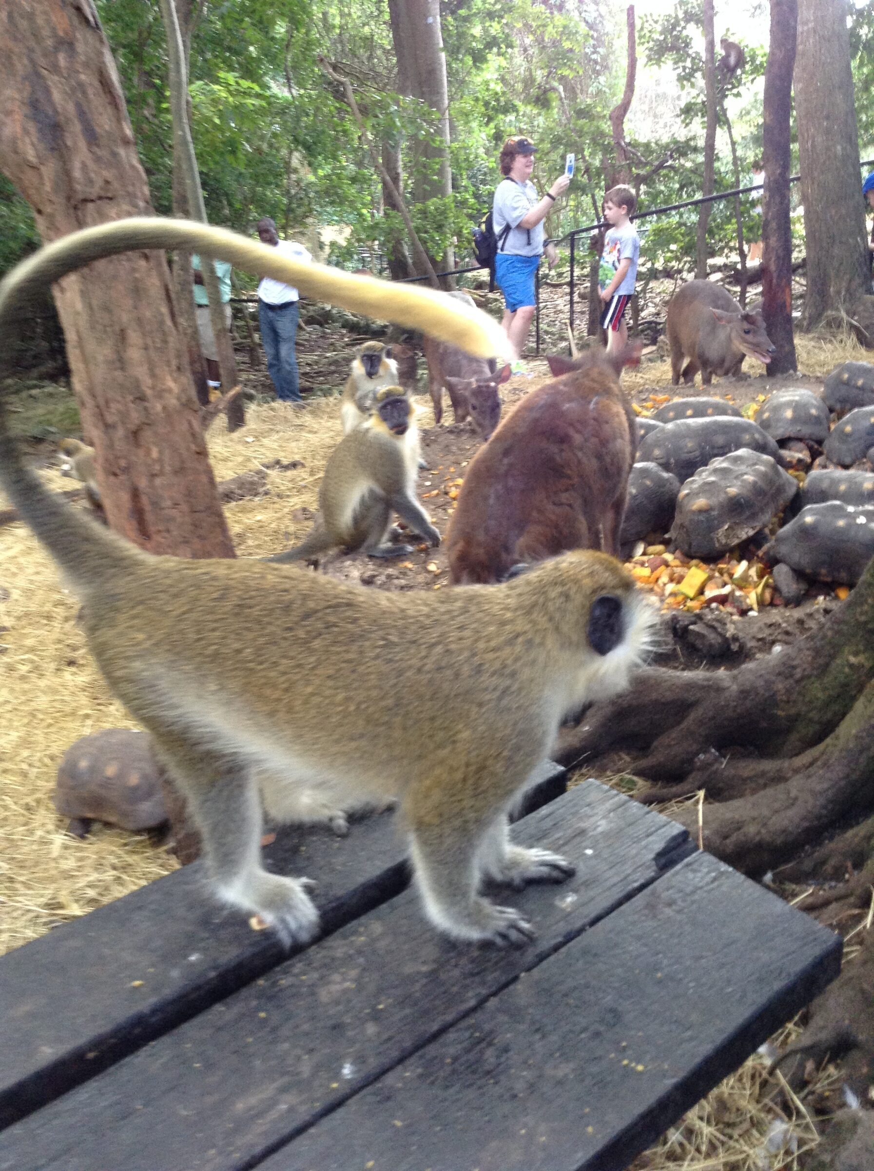 A monkey close up at feeding time
