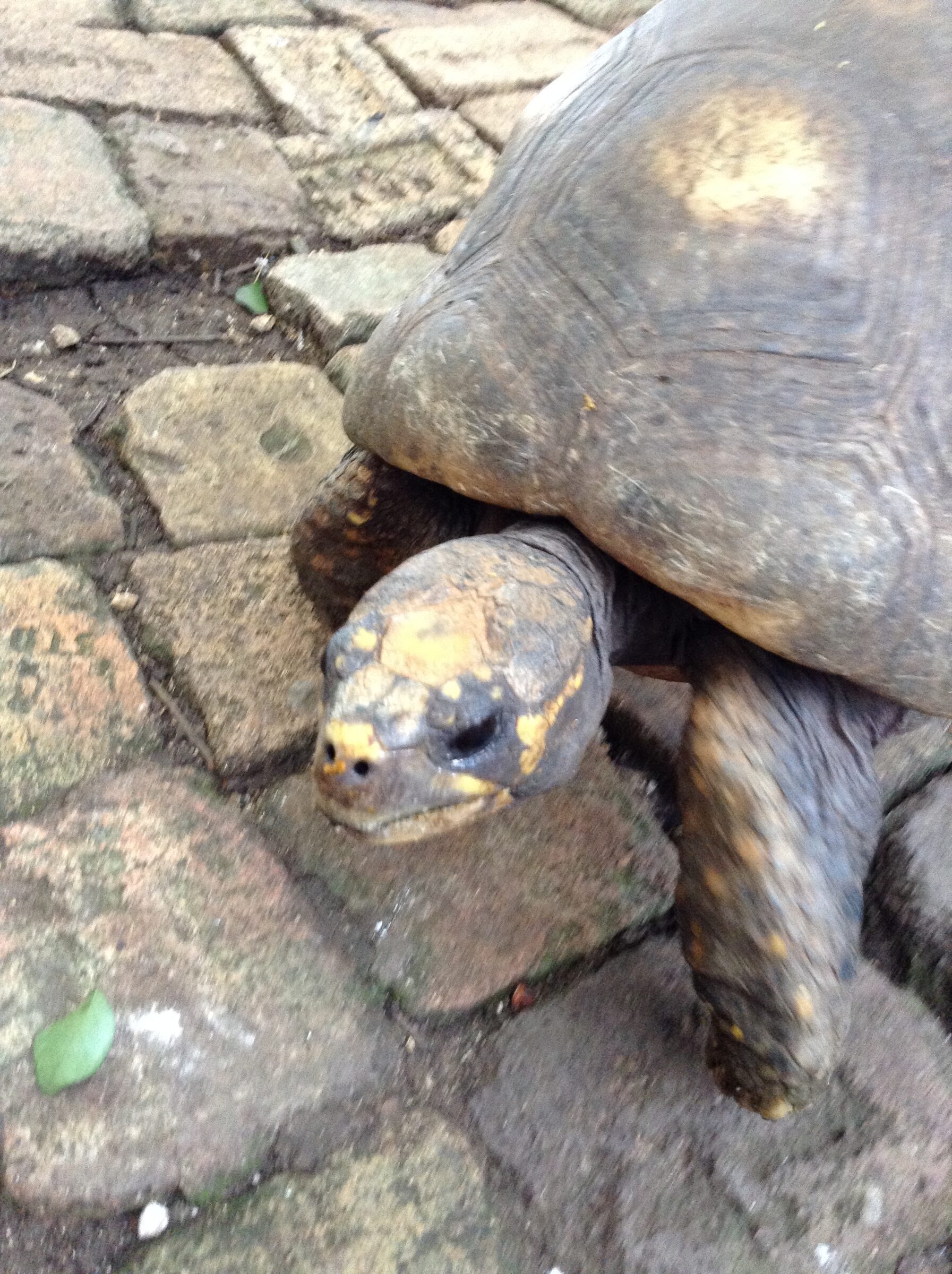 A tortoise up close
